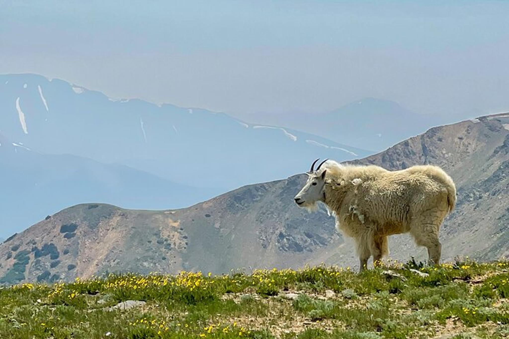 Georgetown Guanella Pass Private Adventure Tour - Image 6