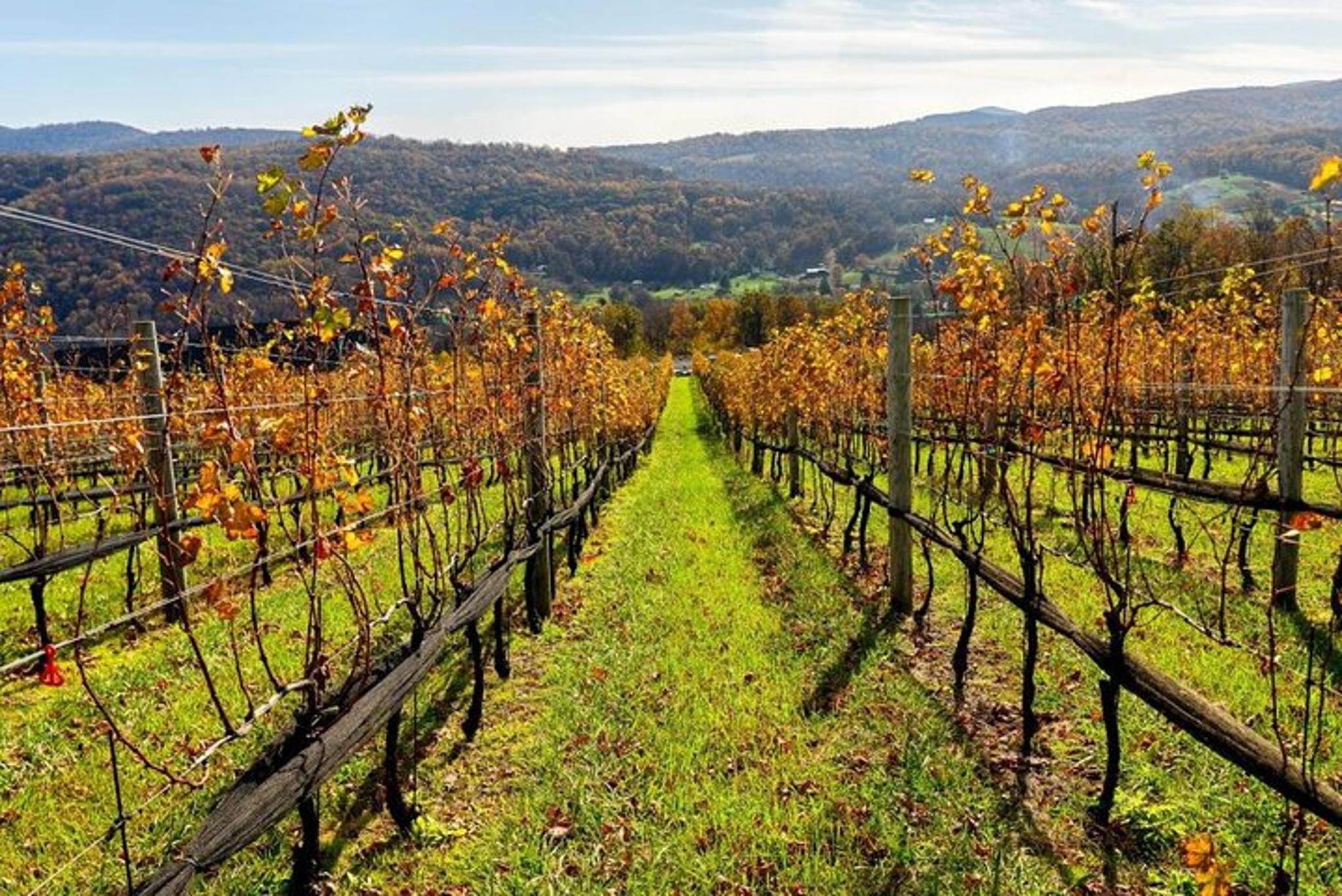 New York Wine Tour to Hamptons - Image 5