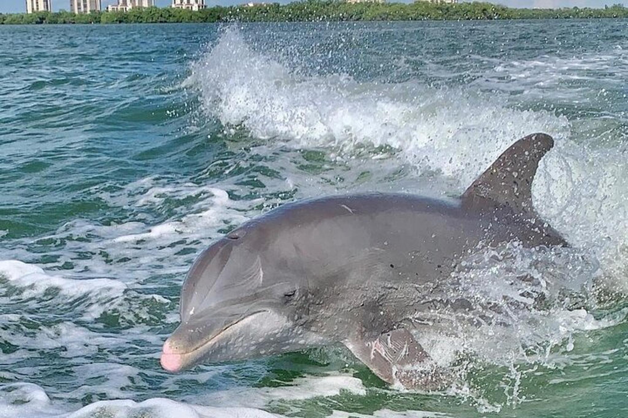 Fort Myers Beach Dolphin Tour