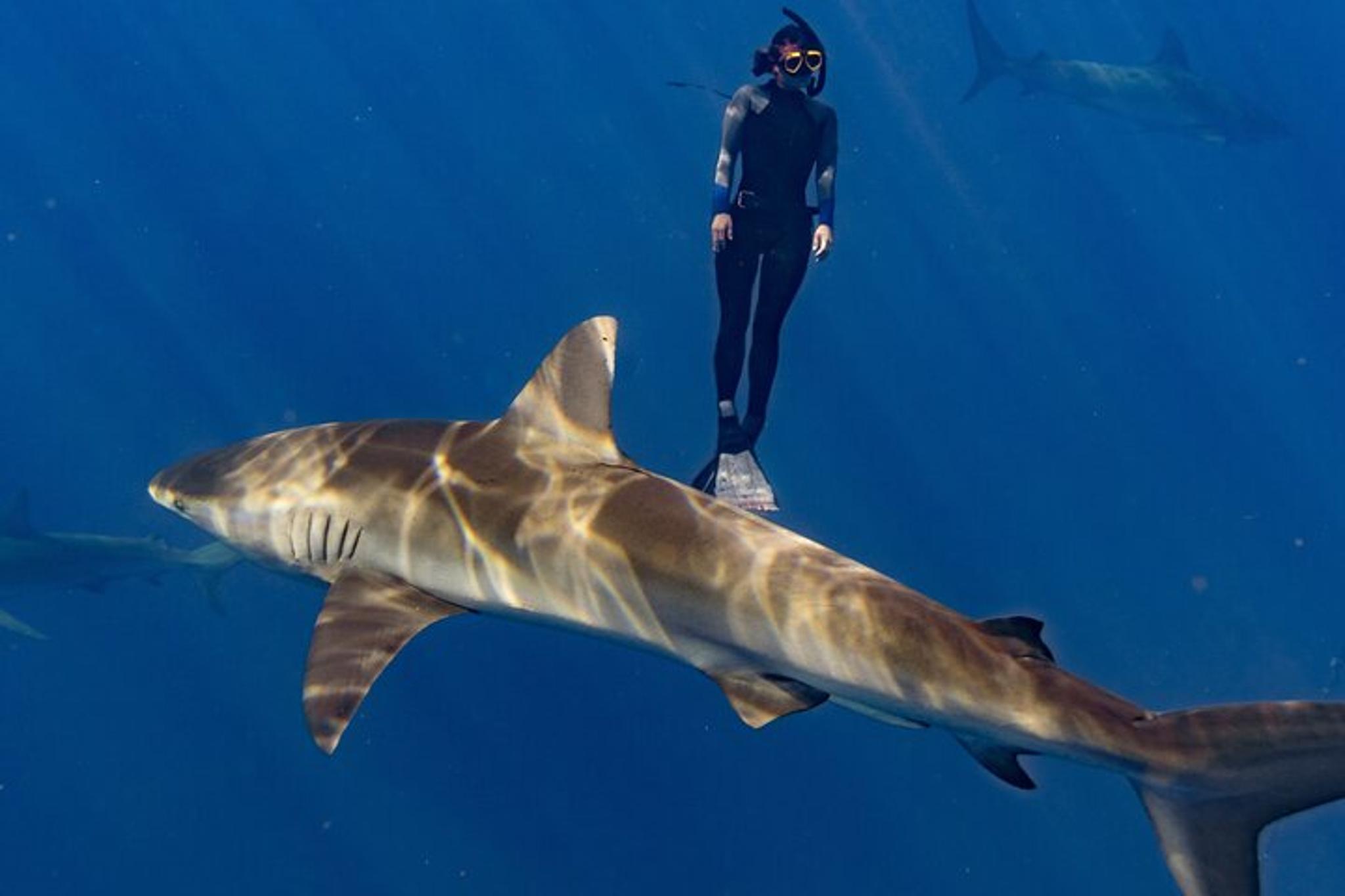 Oahu Shark Diving and Snorkeling - Image 6