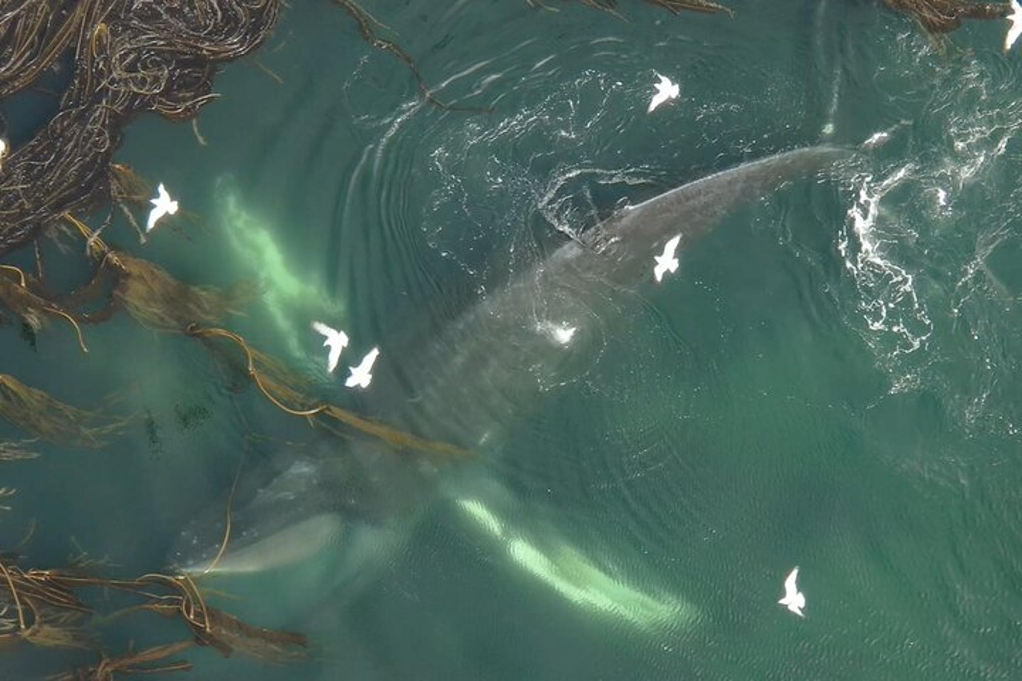 Alaska Whale Watching Drone Tour 3 hr - Image 5