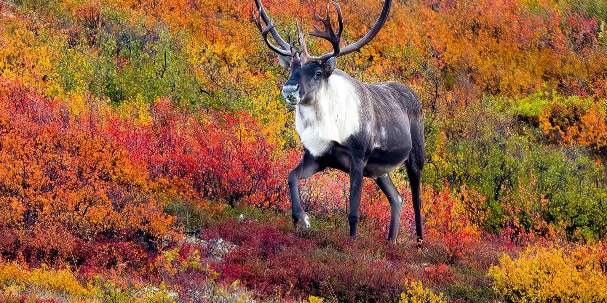Anchorage Ocean Wildlife and Interior Wilderness Tour 9 Days - Image 2