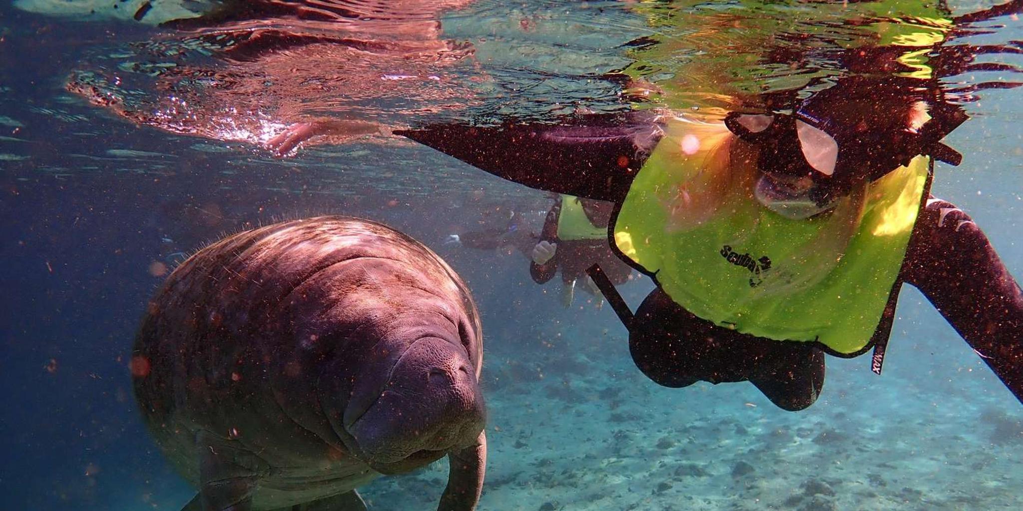 Crystal River Manatee Swim Tour - Image 3