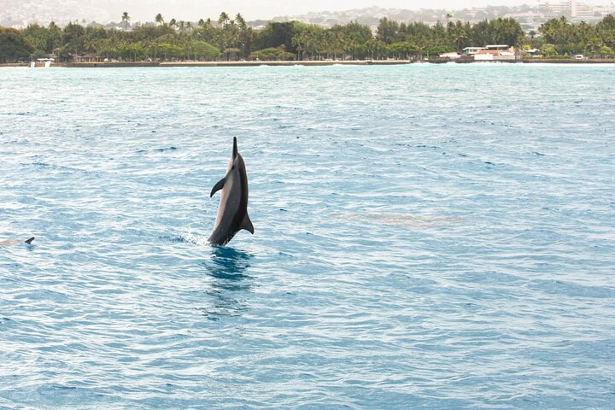 Honolulu Dolphin and Turtle Cruise - Image 4