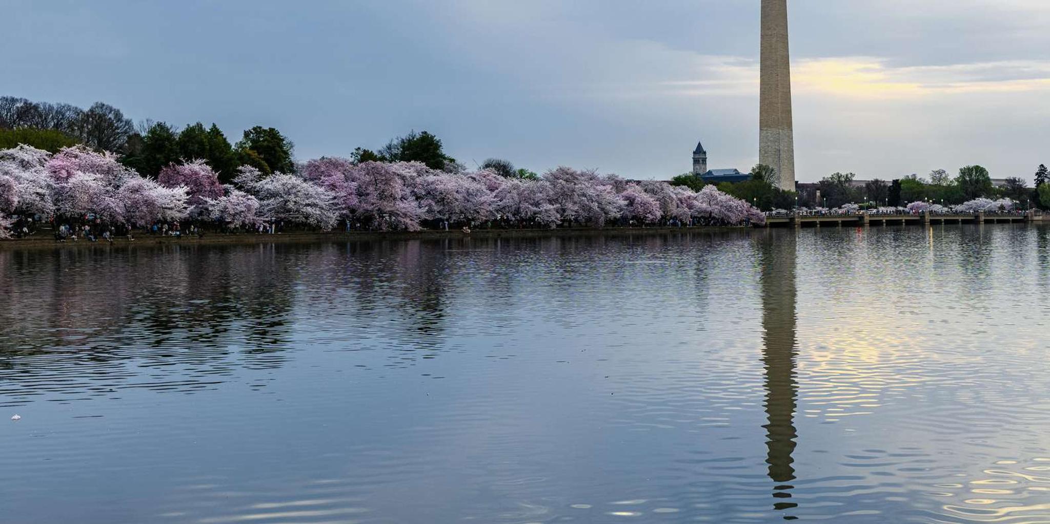 Washington DC Monuments & History Cherry Blossom Tour 2 hr - Image 5