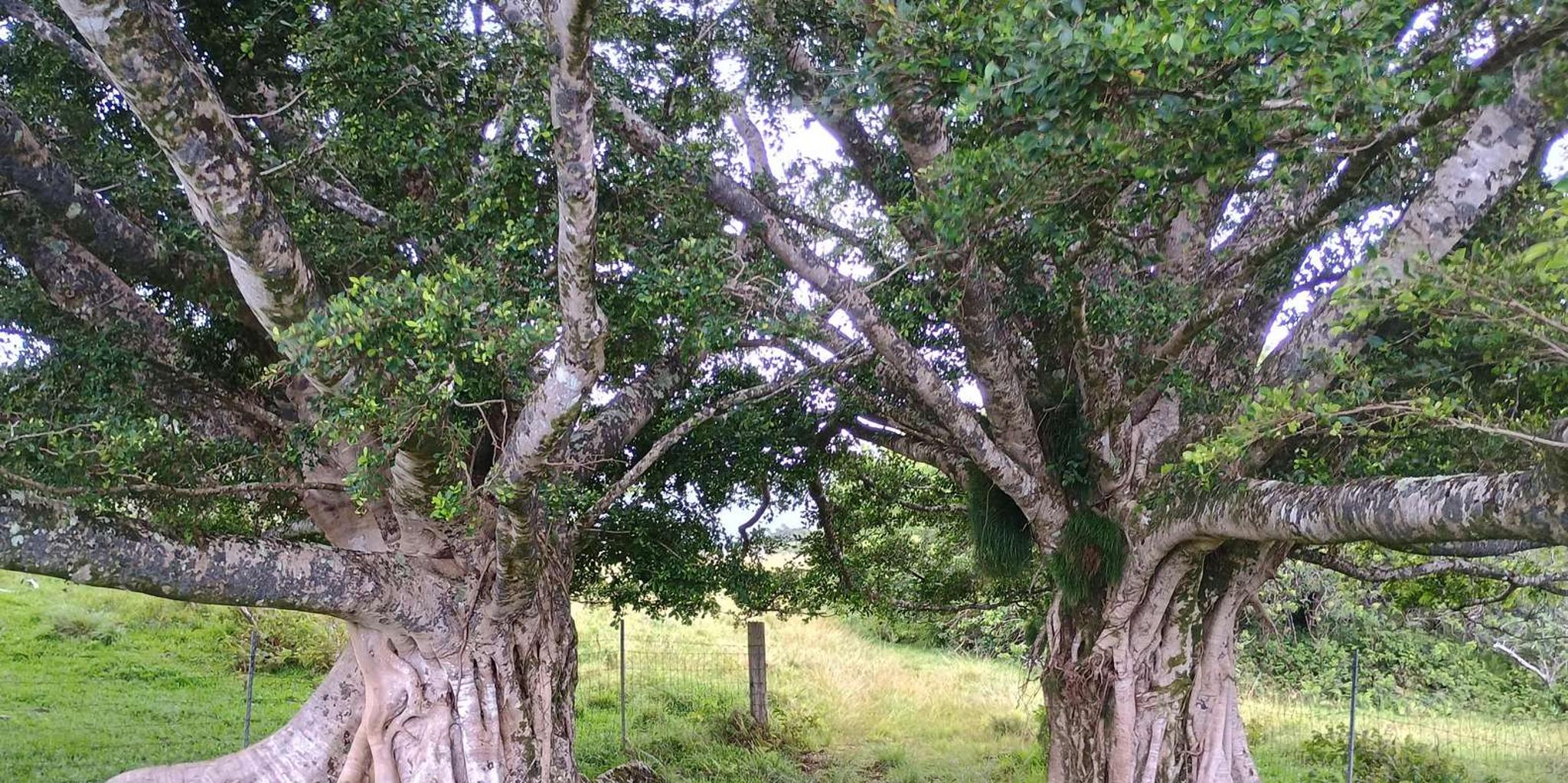 Maui East Side Hiking Tour - Image 5