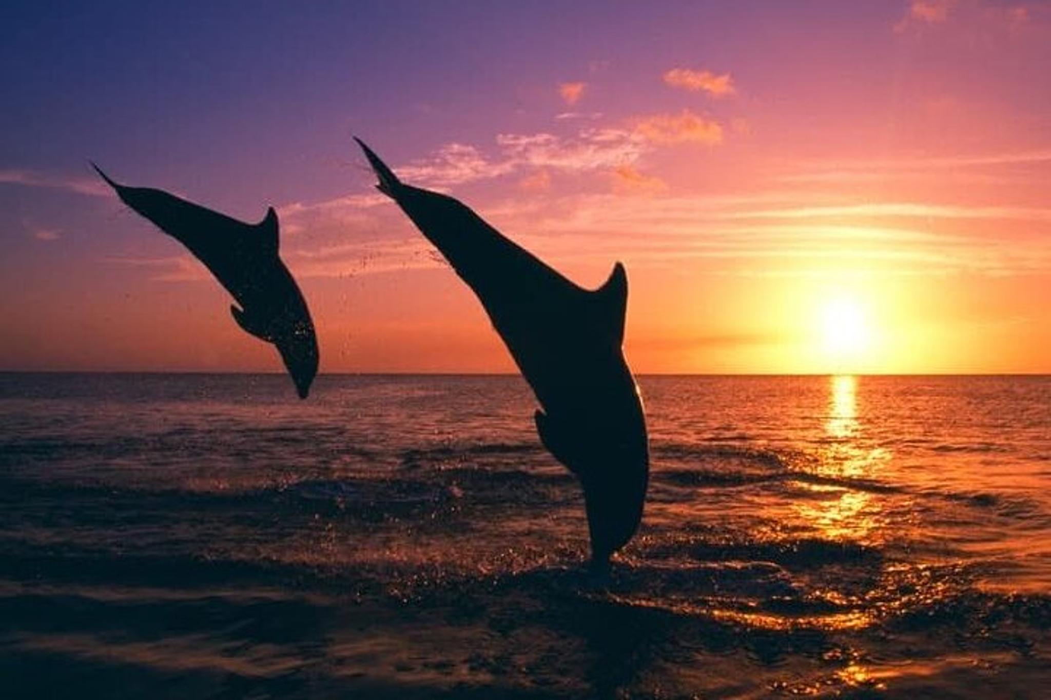 Destin Dolphin Watching Adventure - Image 4