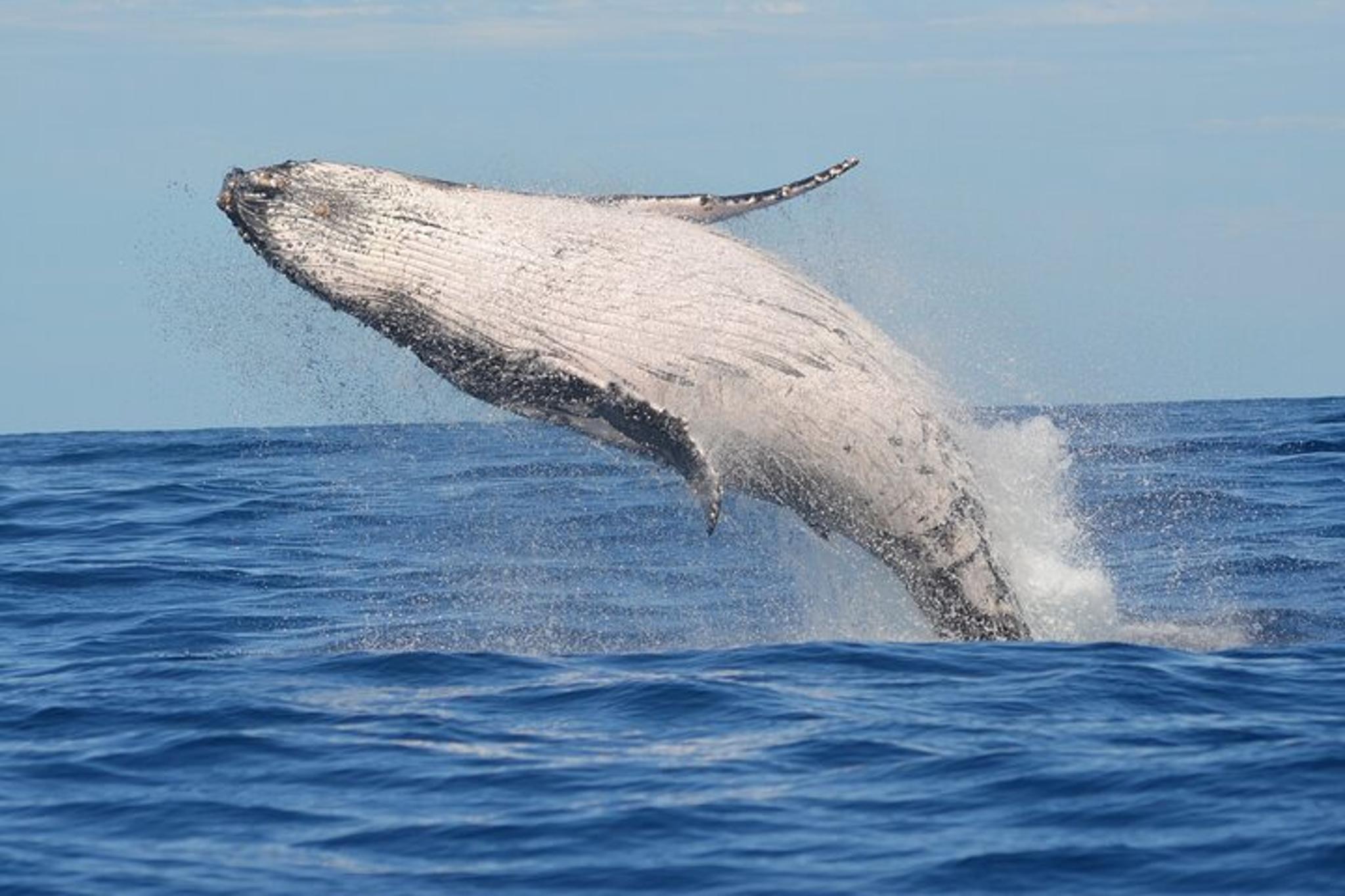 Oahu Whale Watching Tour 1.5 hr