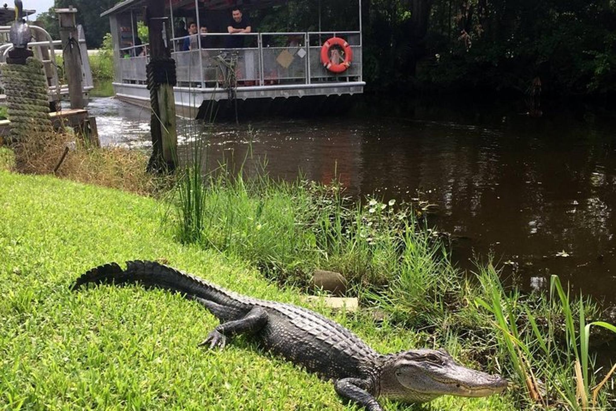 Marrero Swamp and Bayou Boat Tour 90 Min - Image 3