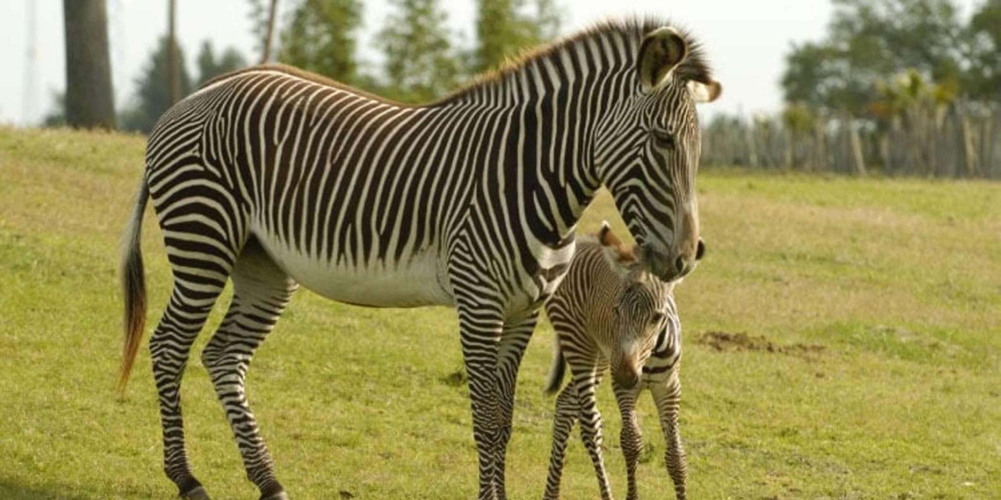Tampa Serengeti Safari Tour 30 Min - Image 5