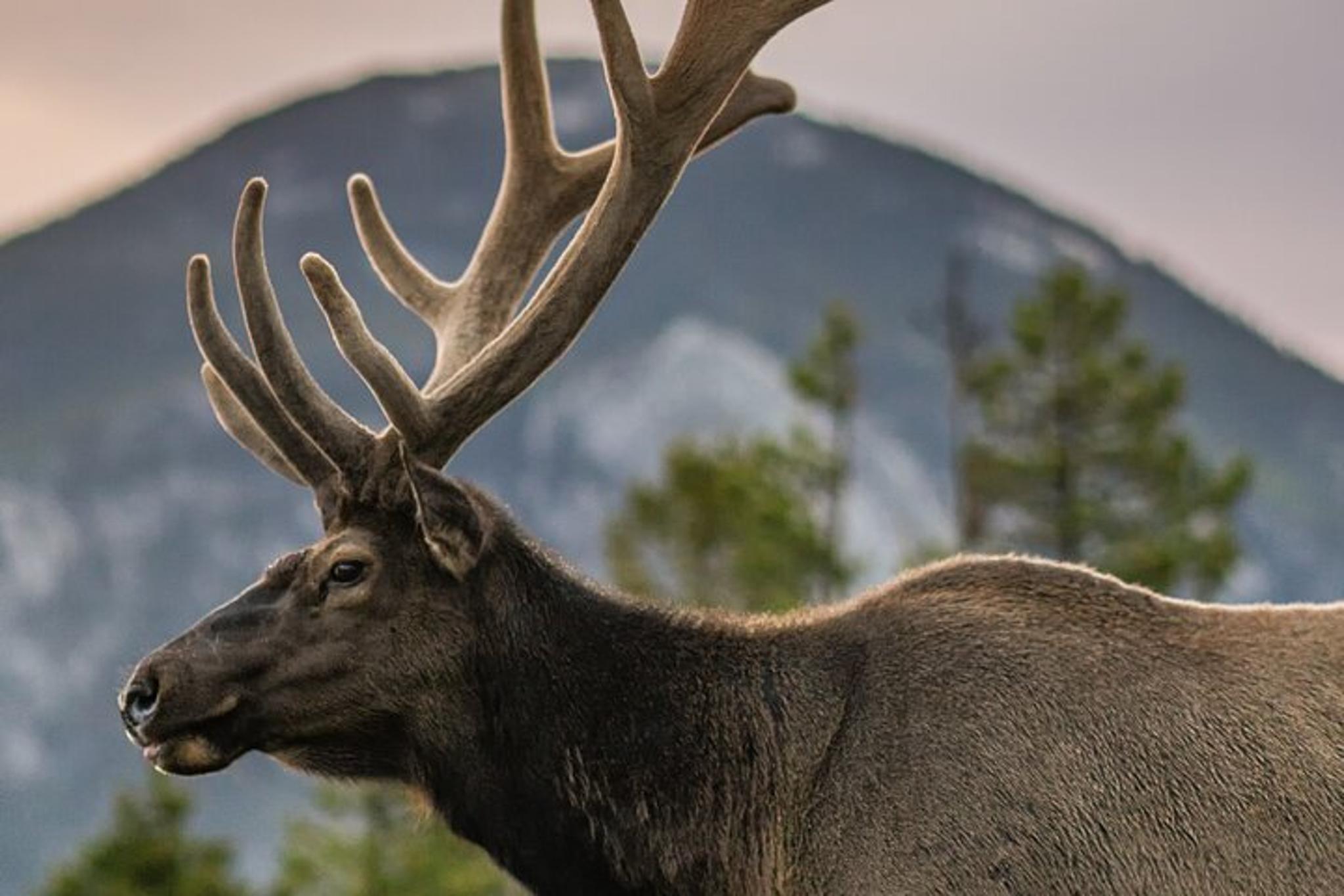 Rocky Mountain Private Tour & Hike - Image 4