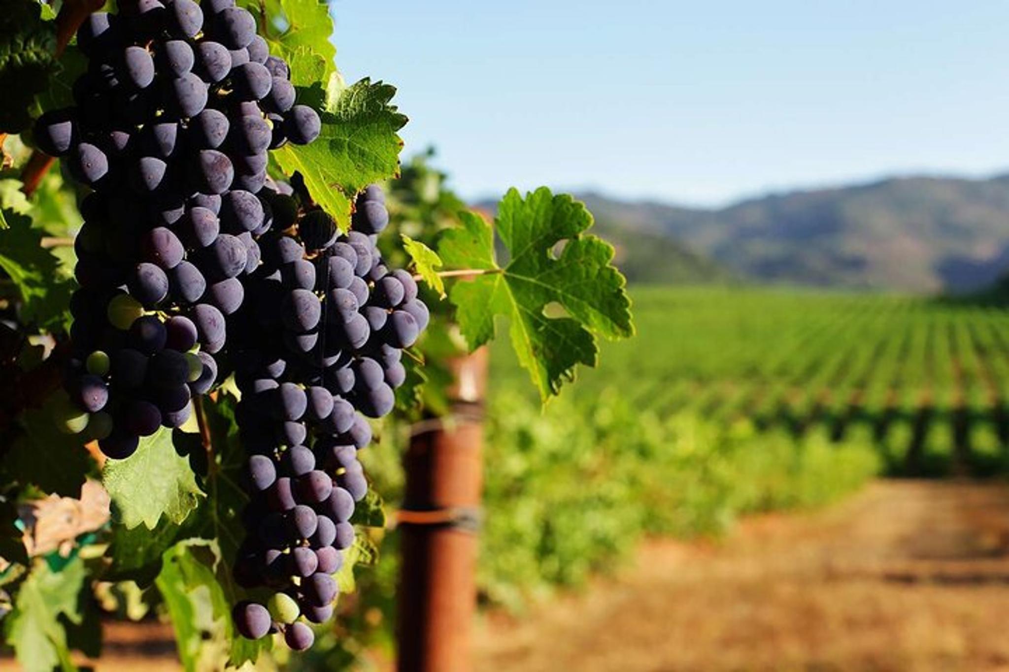 New York Wine Vineyard Tour - Image 2