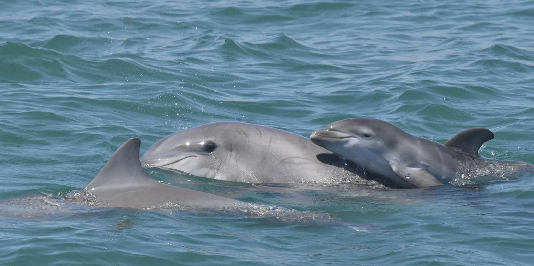 Cape May Dolphin and Bird Watching Cruise - Image 3