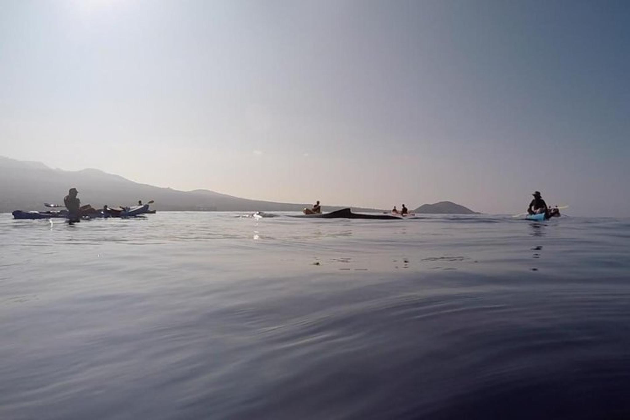 Makena Whale Watching and Snorkel - Image 2