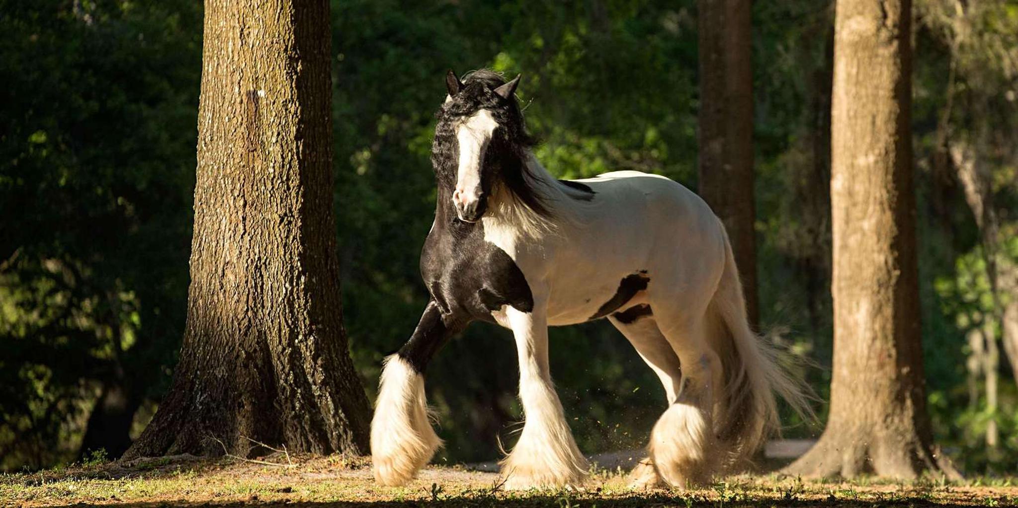 Ocala Gypsy Gold Horse Farm Tour - Image 3