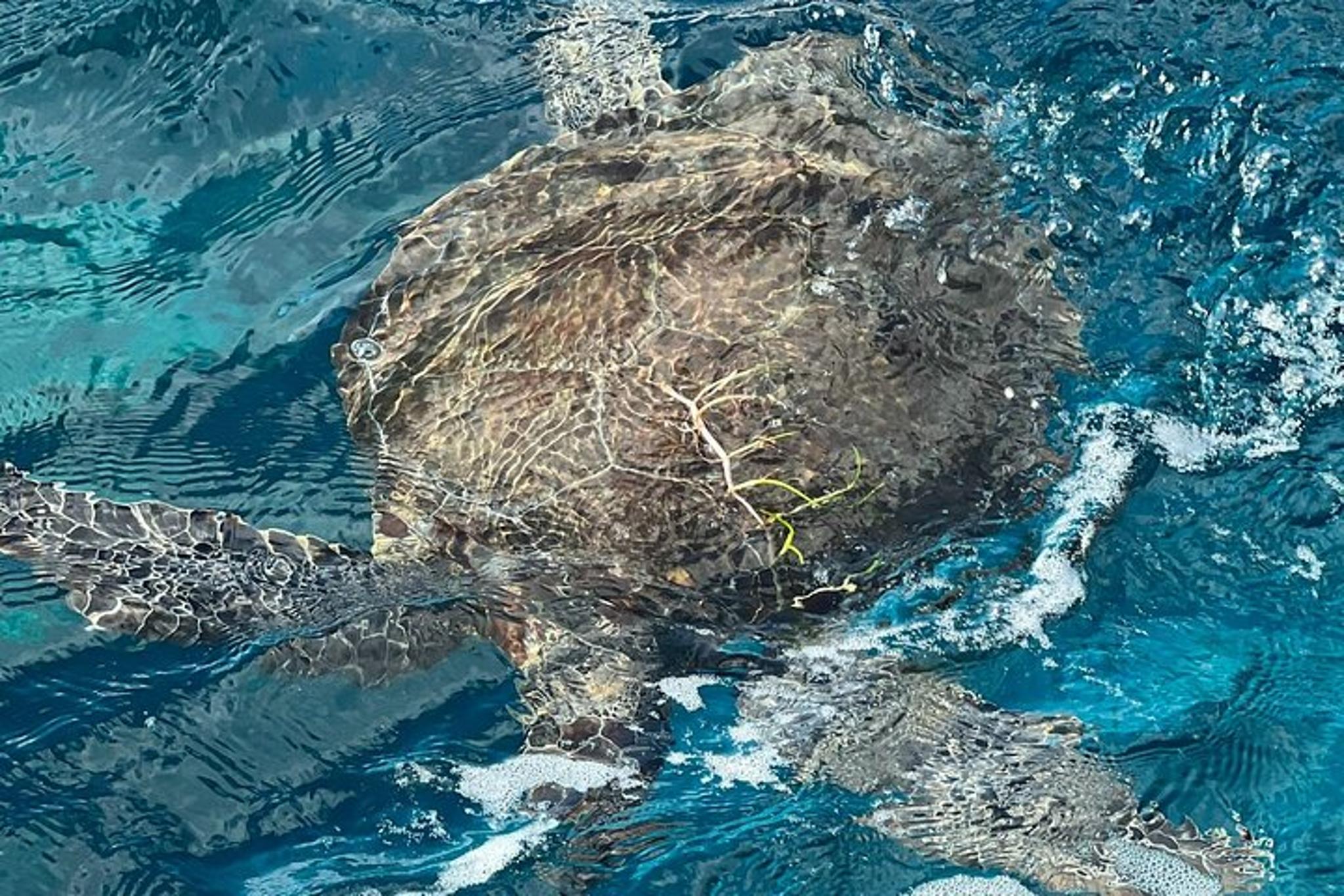 Key Largo Snorkel Tour Two Locations - Image 5