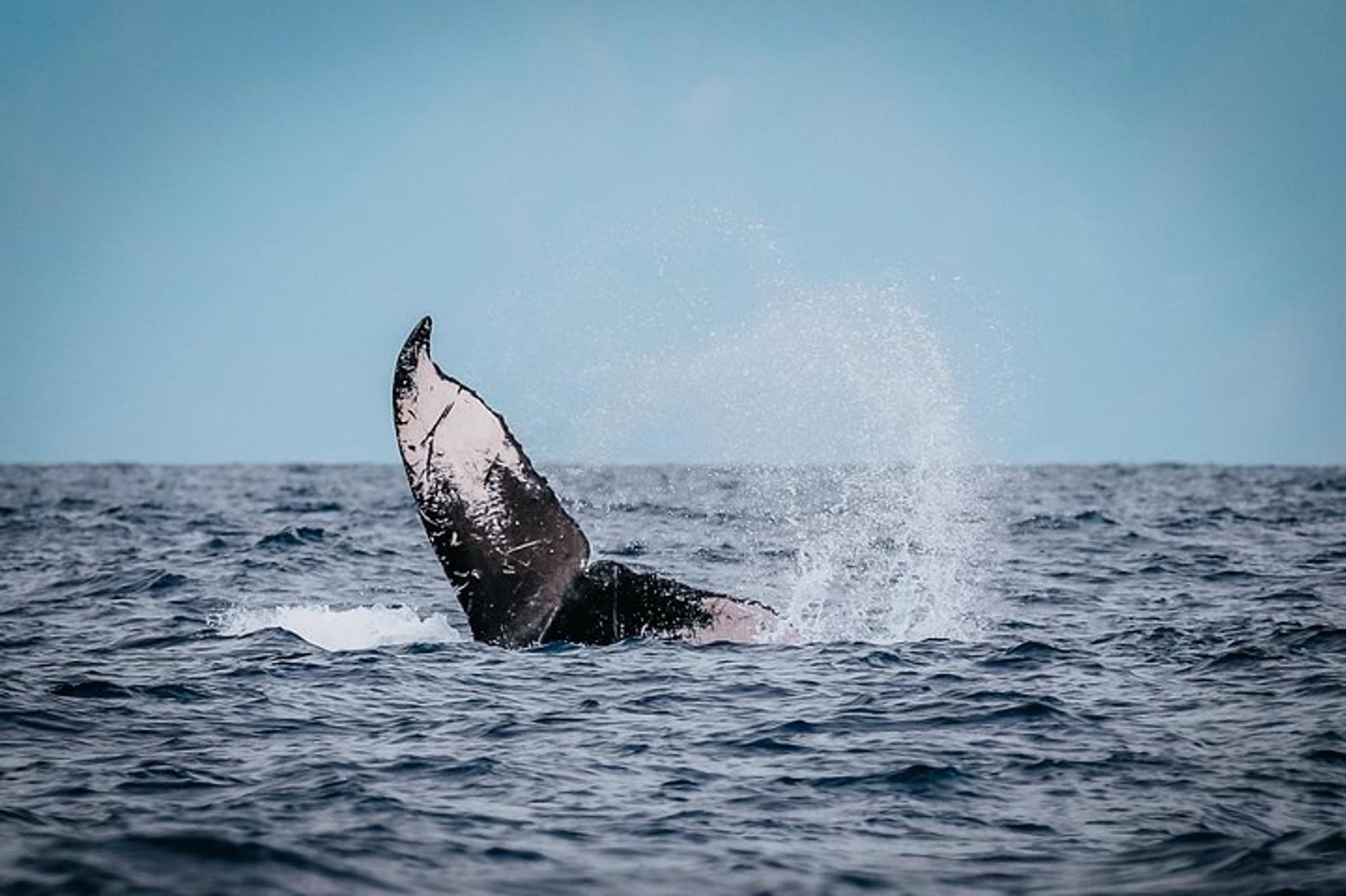 Lahaina Whale Watching Raft Tour 2 hr - Image 5