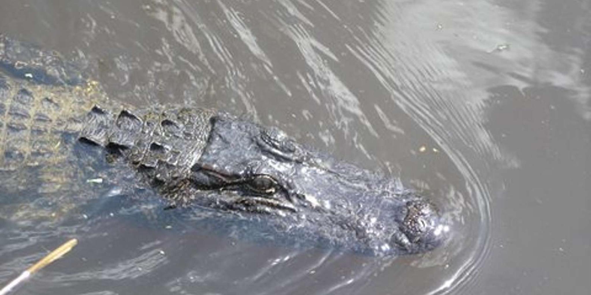 New Orleans Bayou Airboat Tour - Image 2