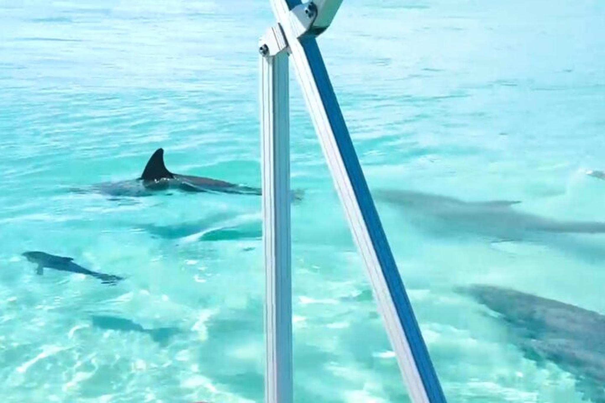 Destin Harbor Boat Ride and Dolphin Watching - Image 5