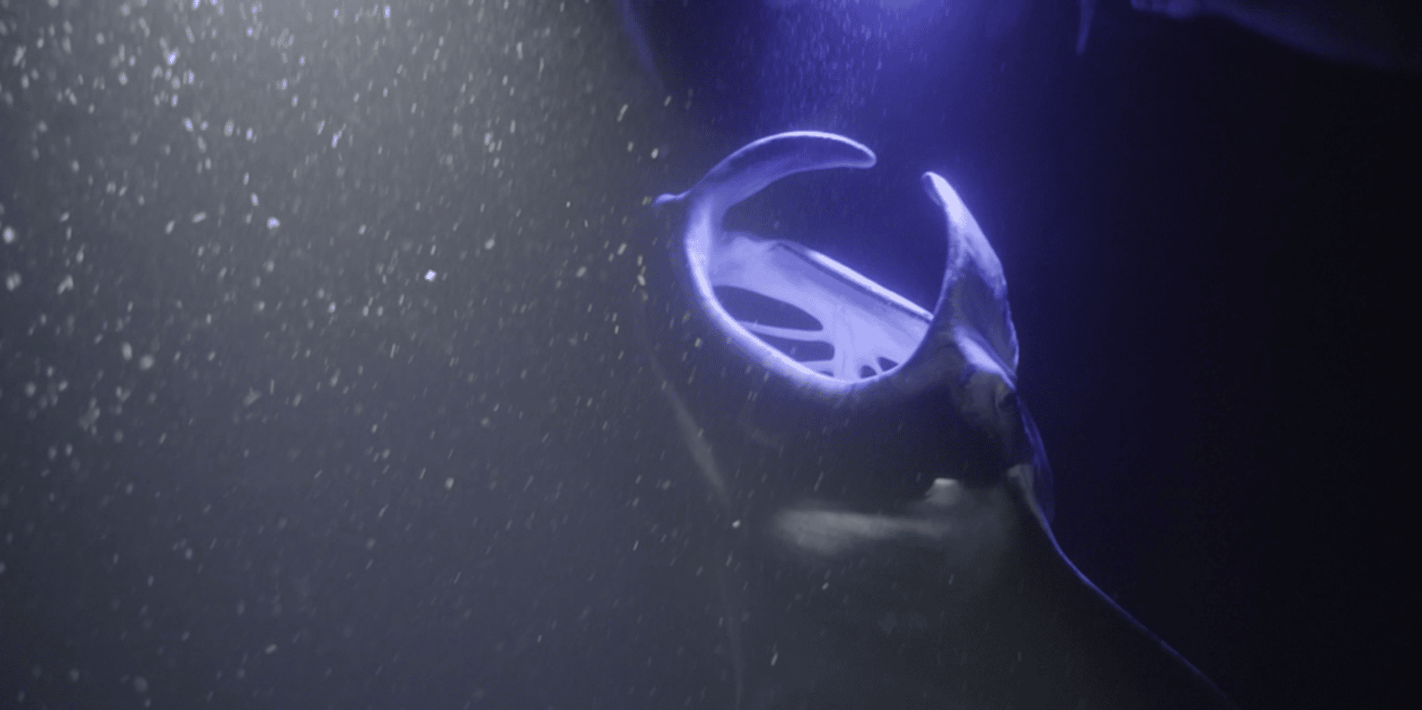 Kailua-Kona Manta Ray Snorkeling and Sunset Cruise - Image 3
