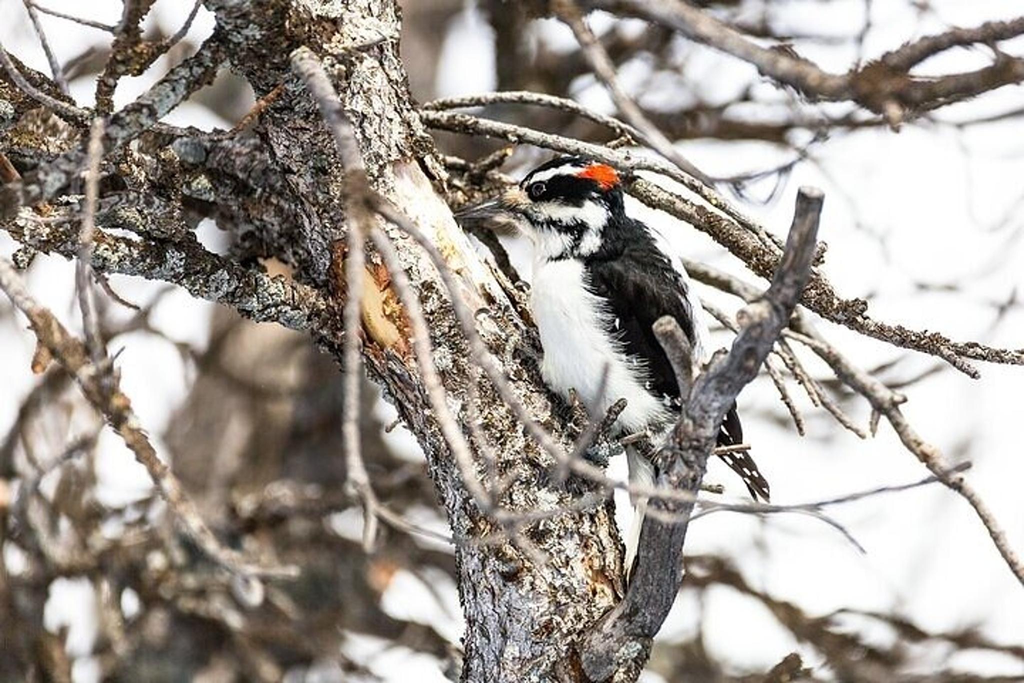 Yellowstone Terrace Mountain Loop Naturalist Hike - Image 5