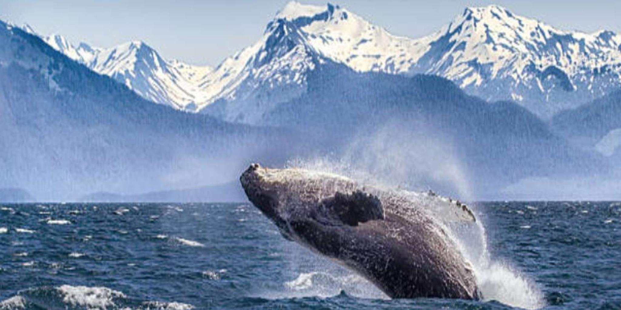 Hoonah Whale Watching Tour