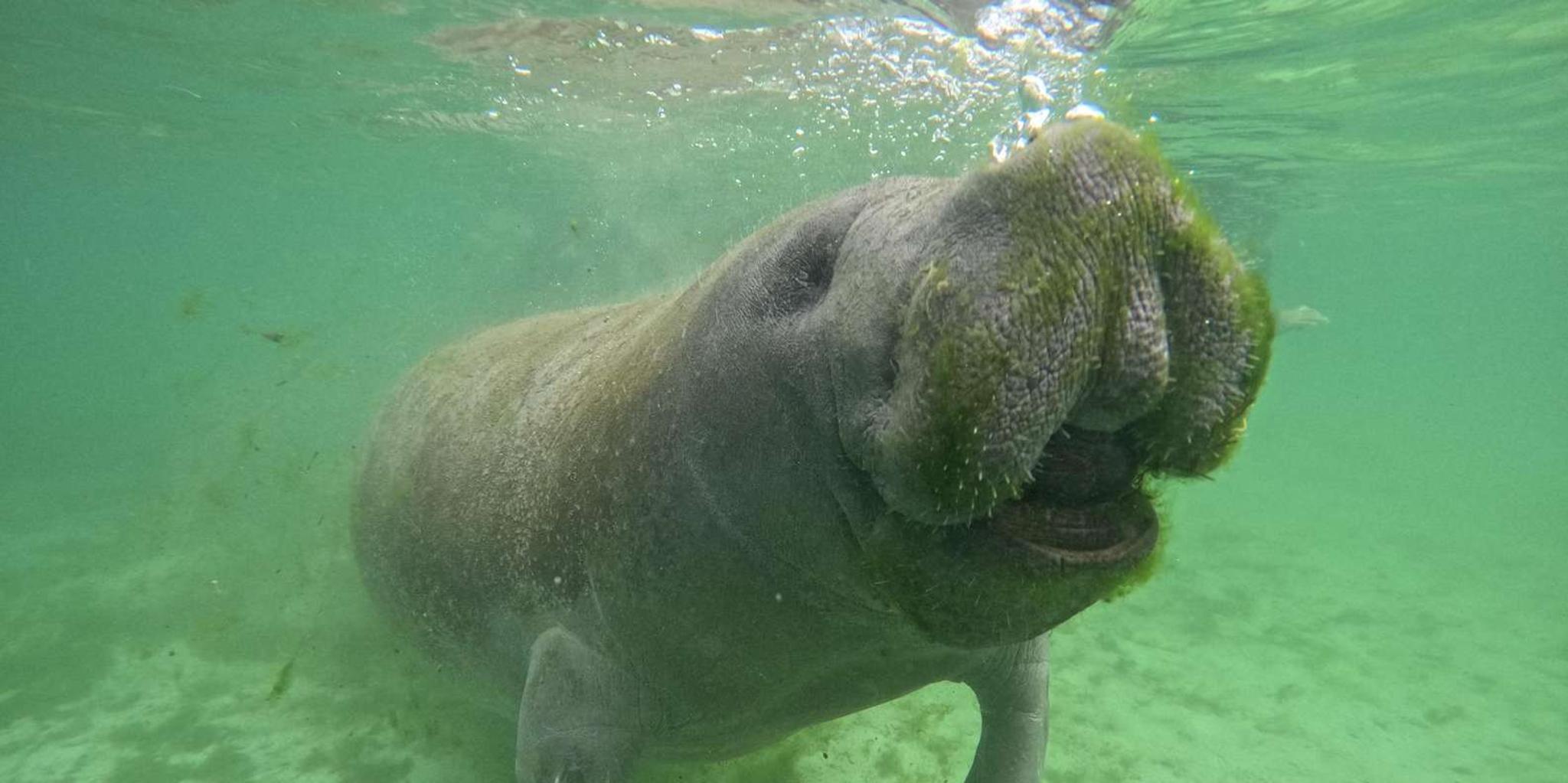 Crystal River Manatee Snorkel Tour - Image 1