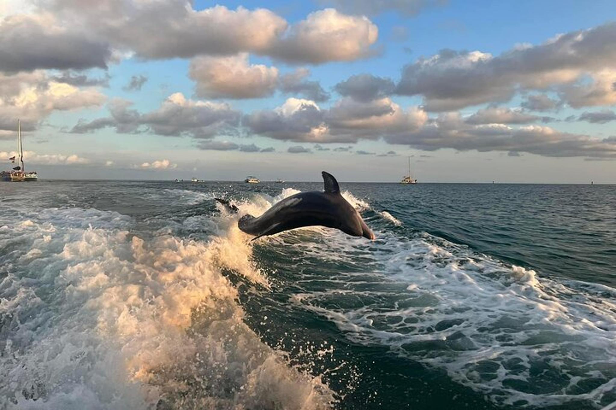 Panama City Beach Dolphin Sightseeing Tour 2 hr - Image 4