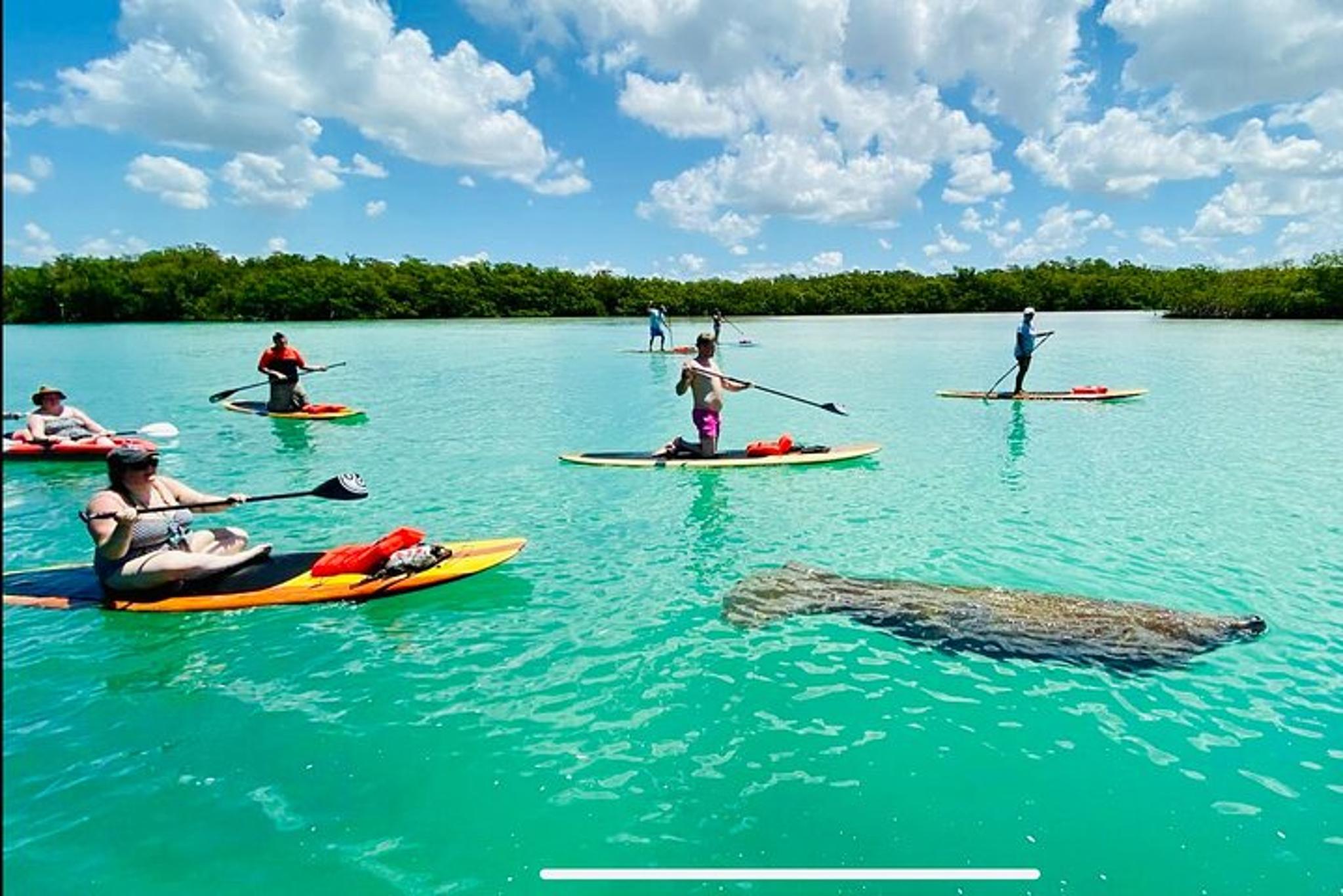 Bonita Springs Dolphin, Manatee, and Sea Turtle Adventure