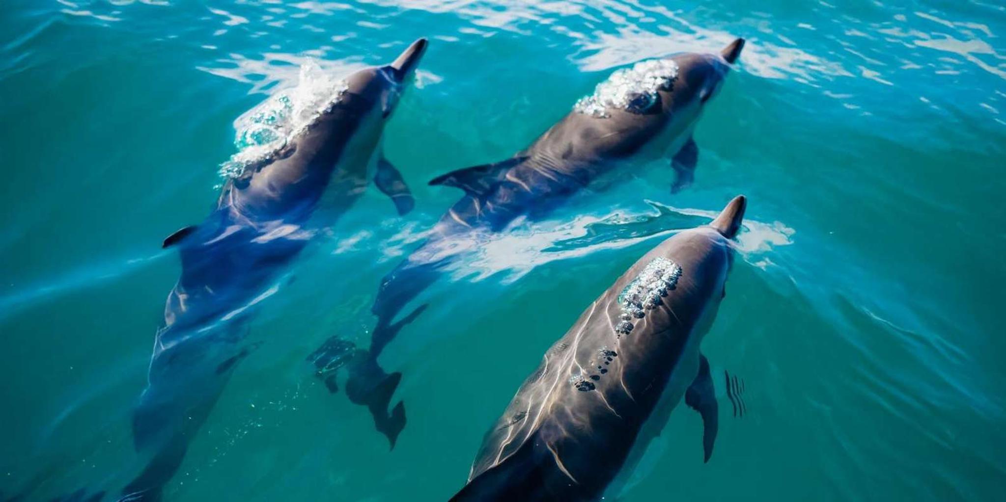 Destin Crab Island Dolphin Tour 2 hr - Image 2