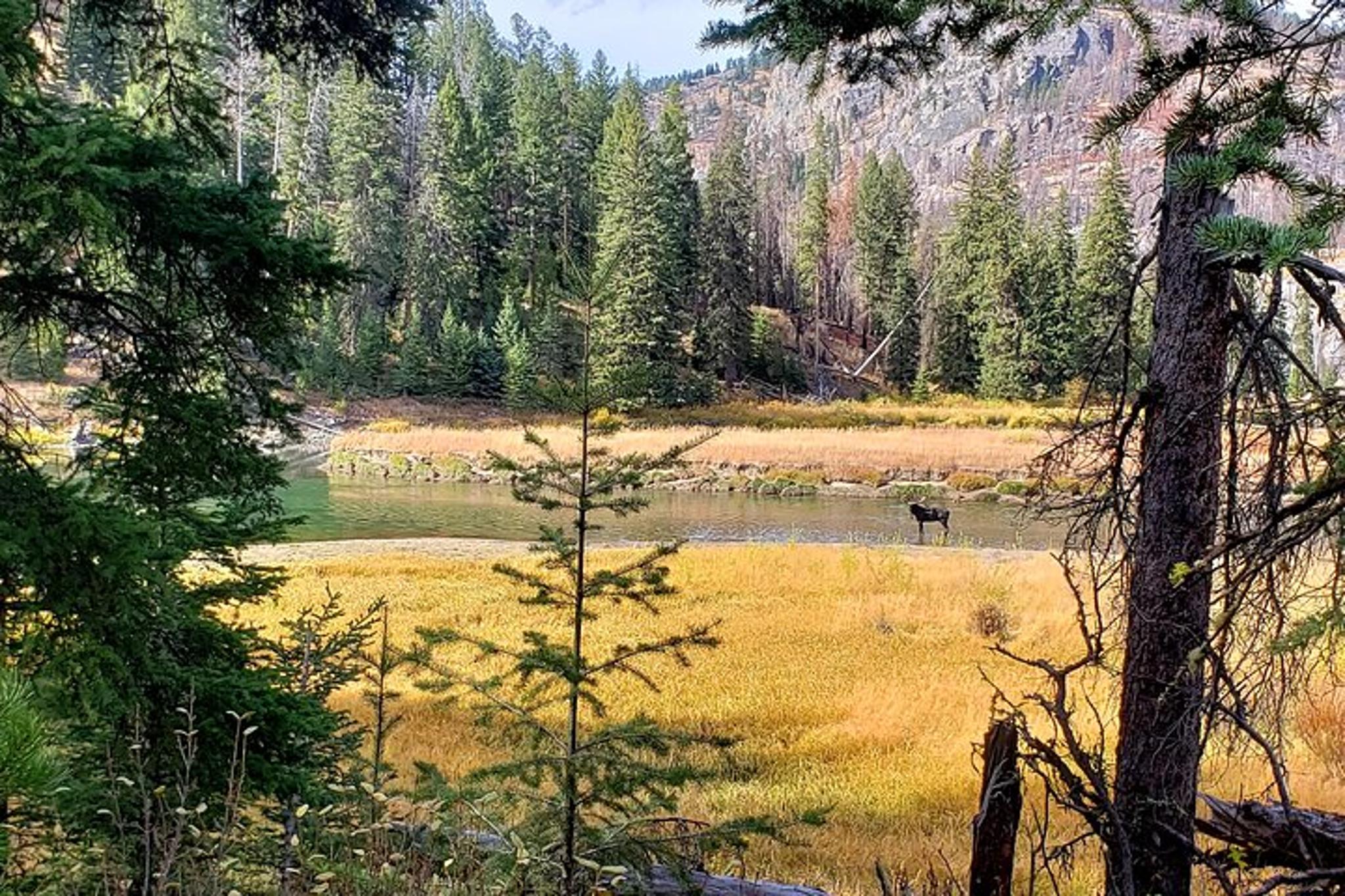 Yellowstone Wildlife Tour 7 hr - Image 2