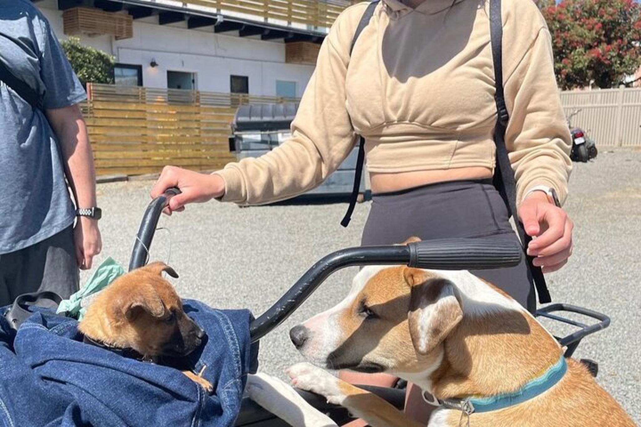 Solana Beach Cruiser Bike Rental - Image 6