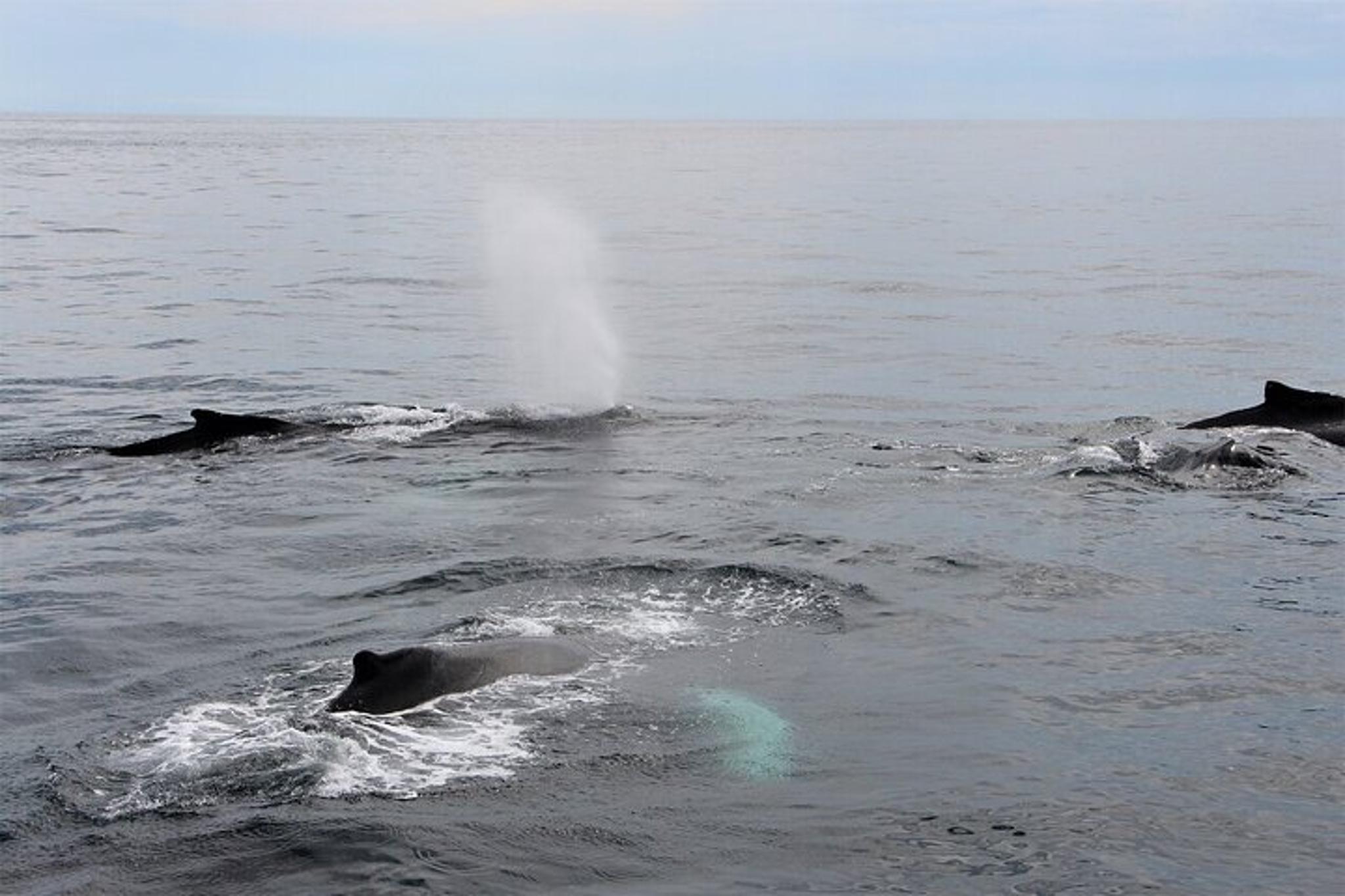 Gloucester Whale Watching Tour - Image 4