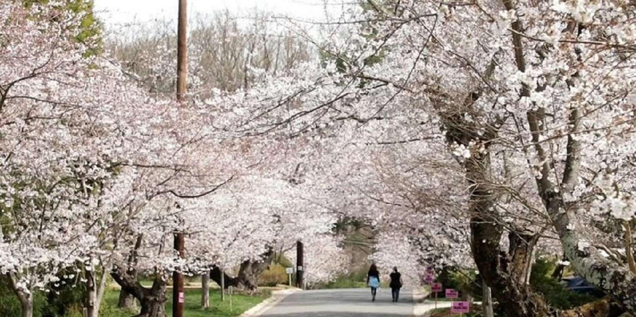 Washington D.C. Kenwood Cherry Blossoms Half-Day Tour - Image 1