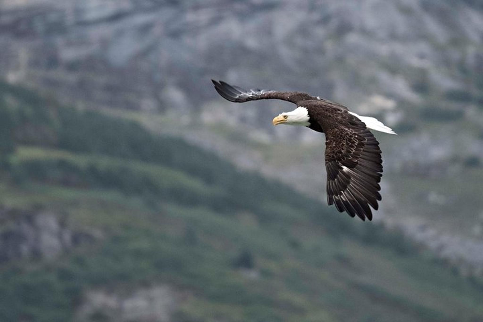 Skagway Chilkoot Lake Nature and Wildlife Tour 6.5 hr - Image 6
