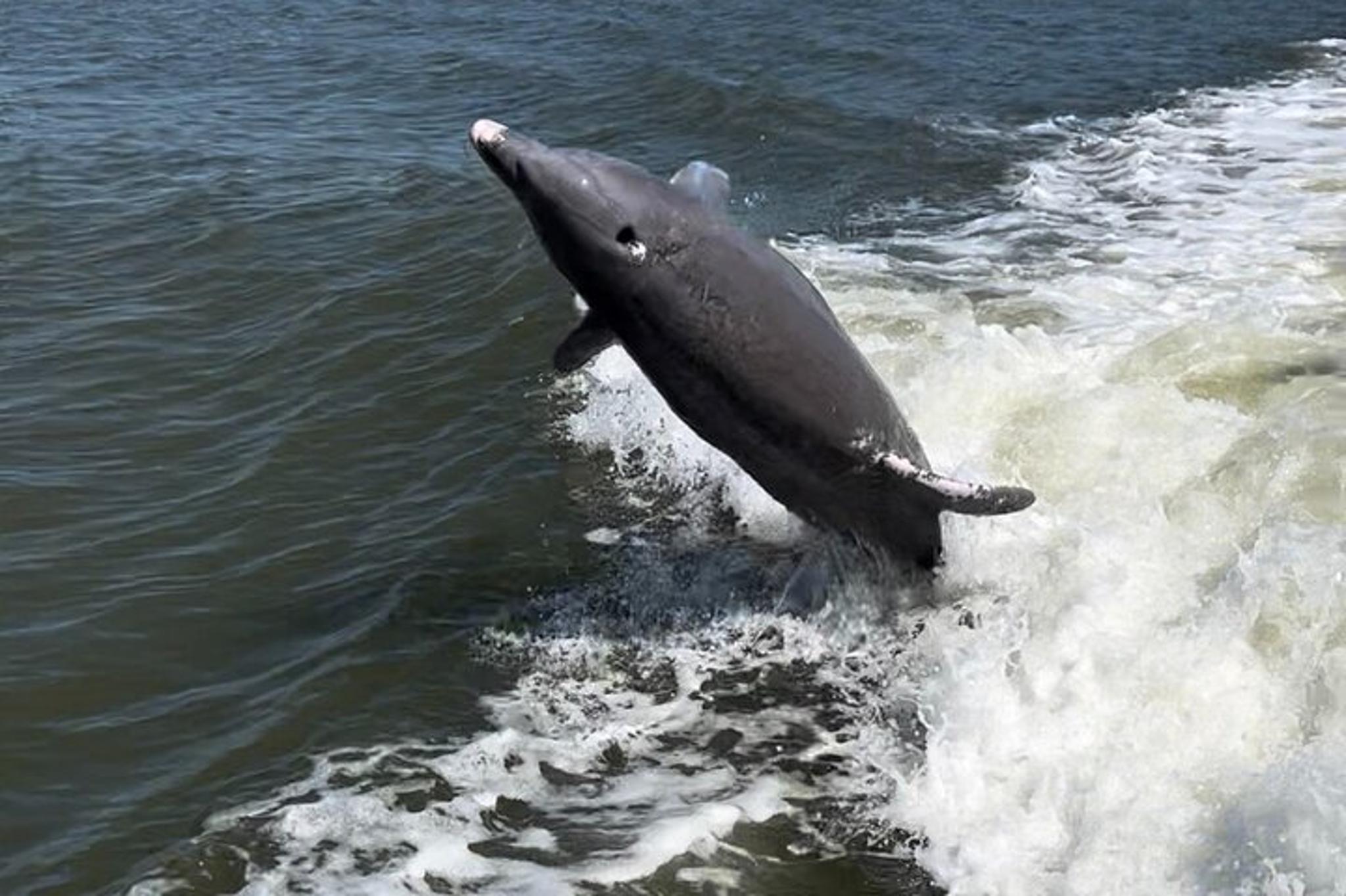 Marco Island Dolphin & Eco Tour 2 Hr - Image 5