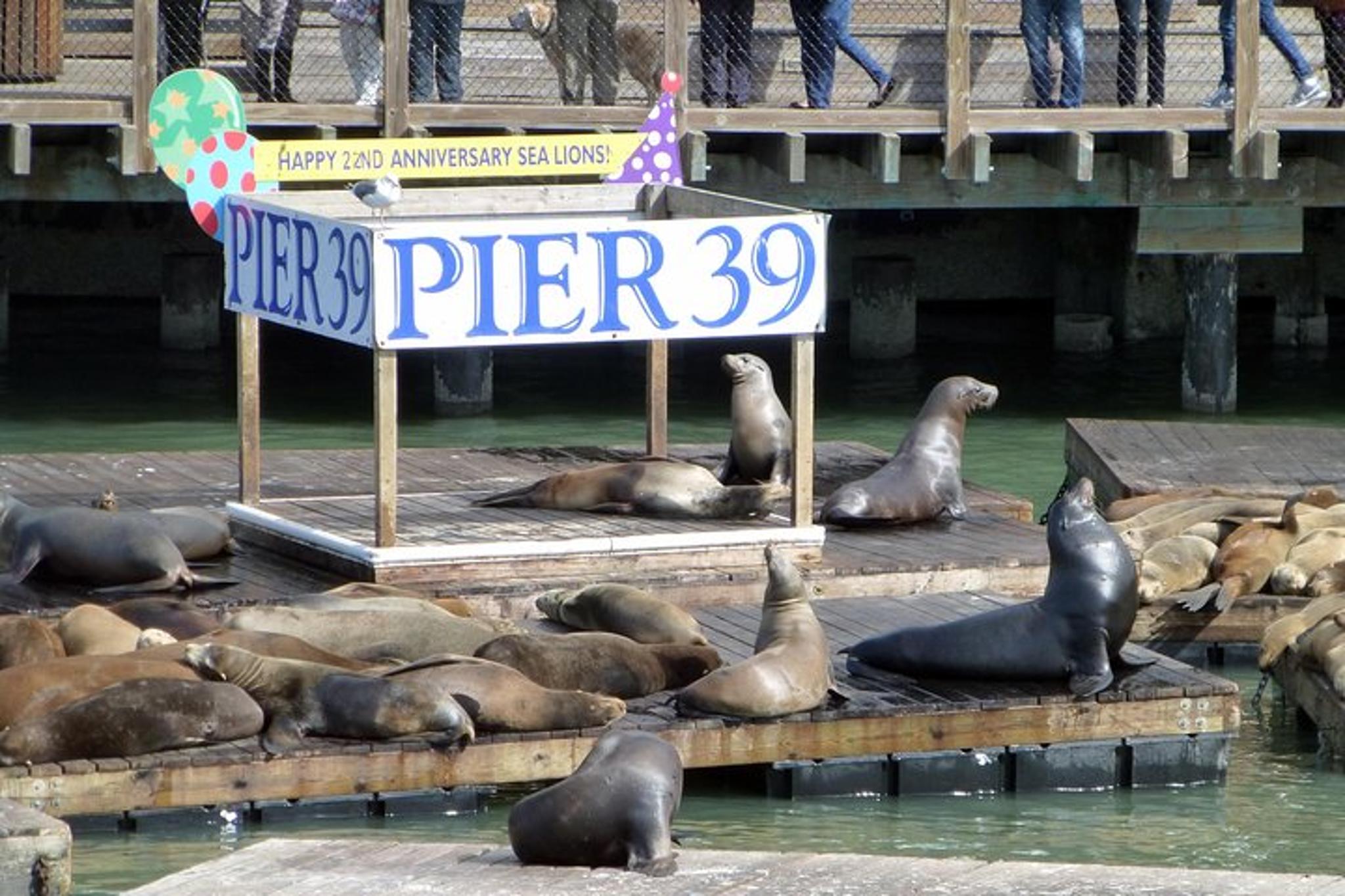 San Francisco Hop-On Hop-Off Tour with Night Tour - Image 3