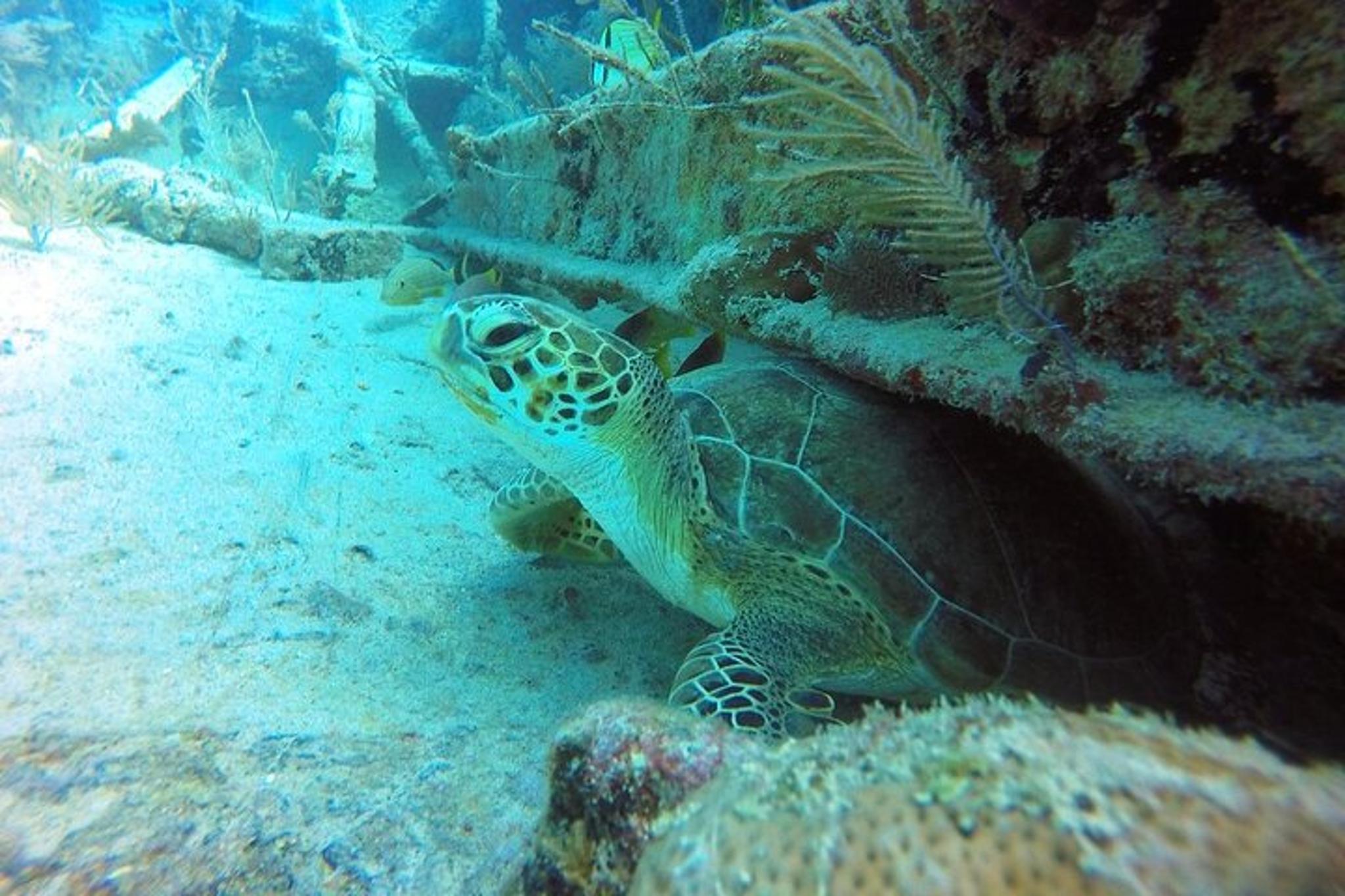 Key Largo Scuba Diving Experience 1 Day - Image 6