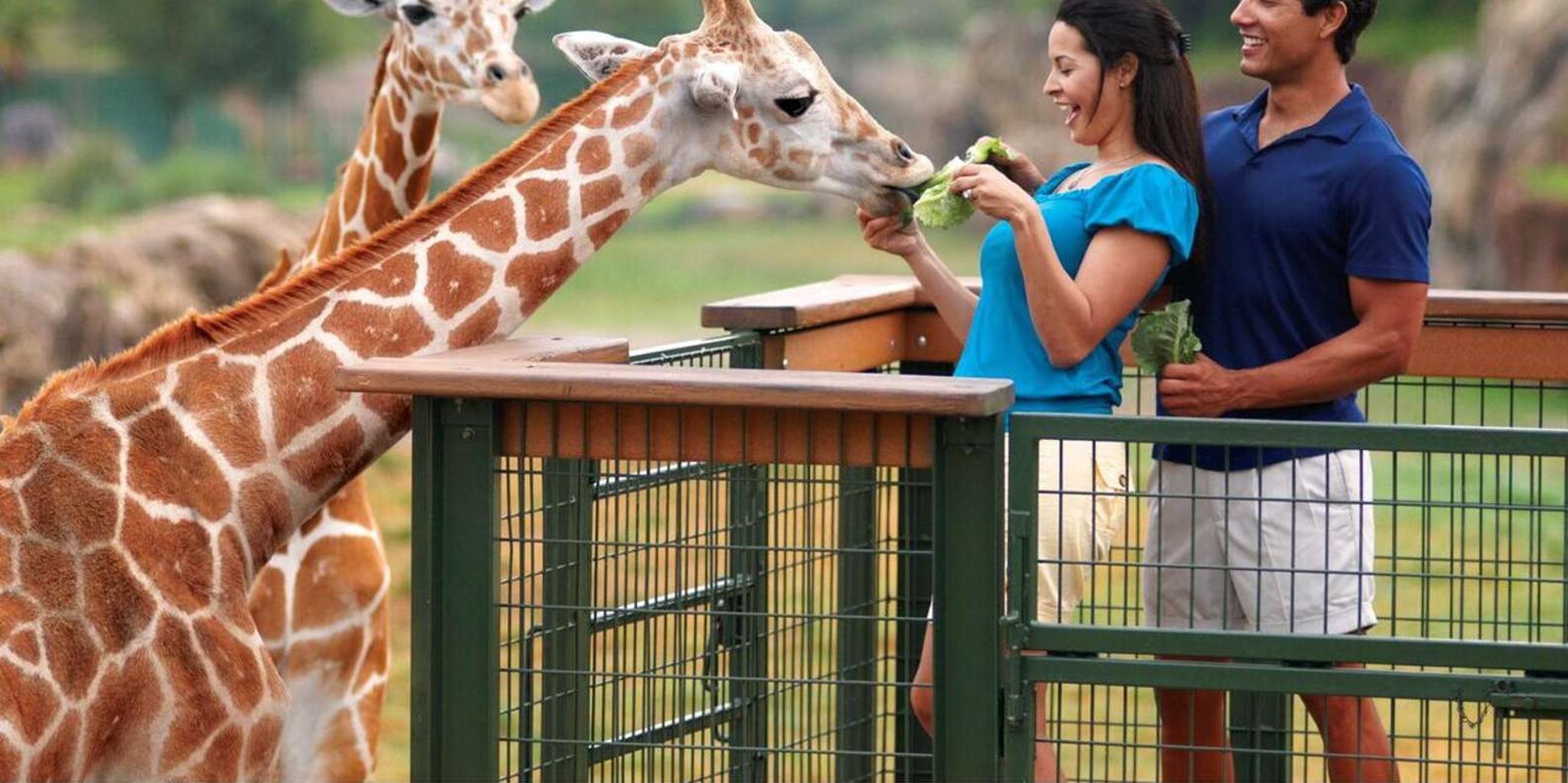 Tampa Serengeti Safari Tour 30 Min - Image 1