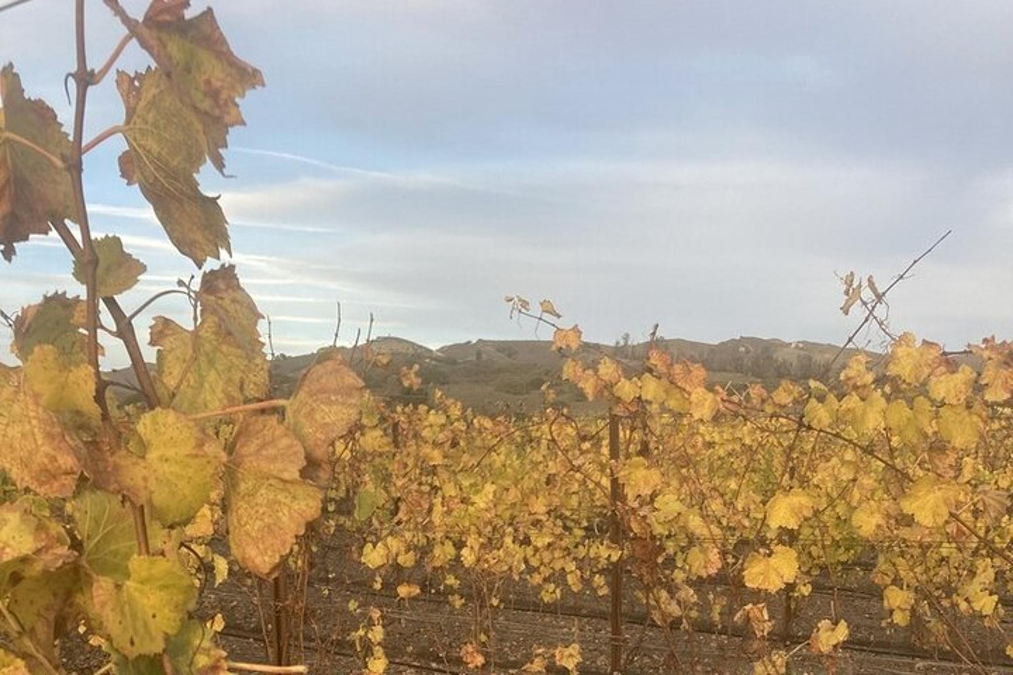 Santa Barbara Wine Tour - Image 5