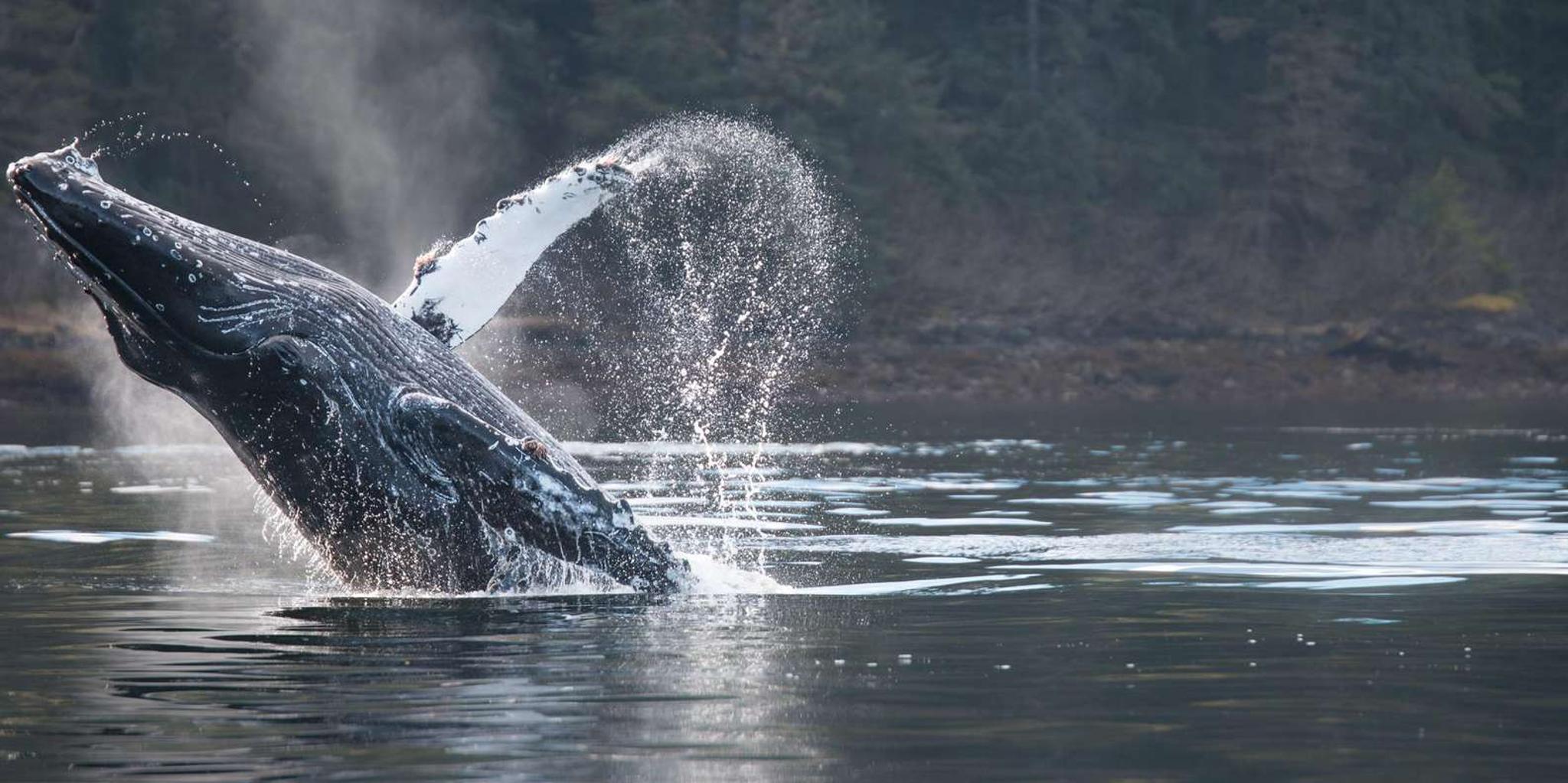 Sitka Marine Wildlife Tour