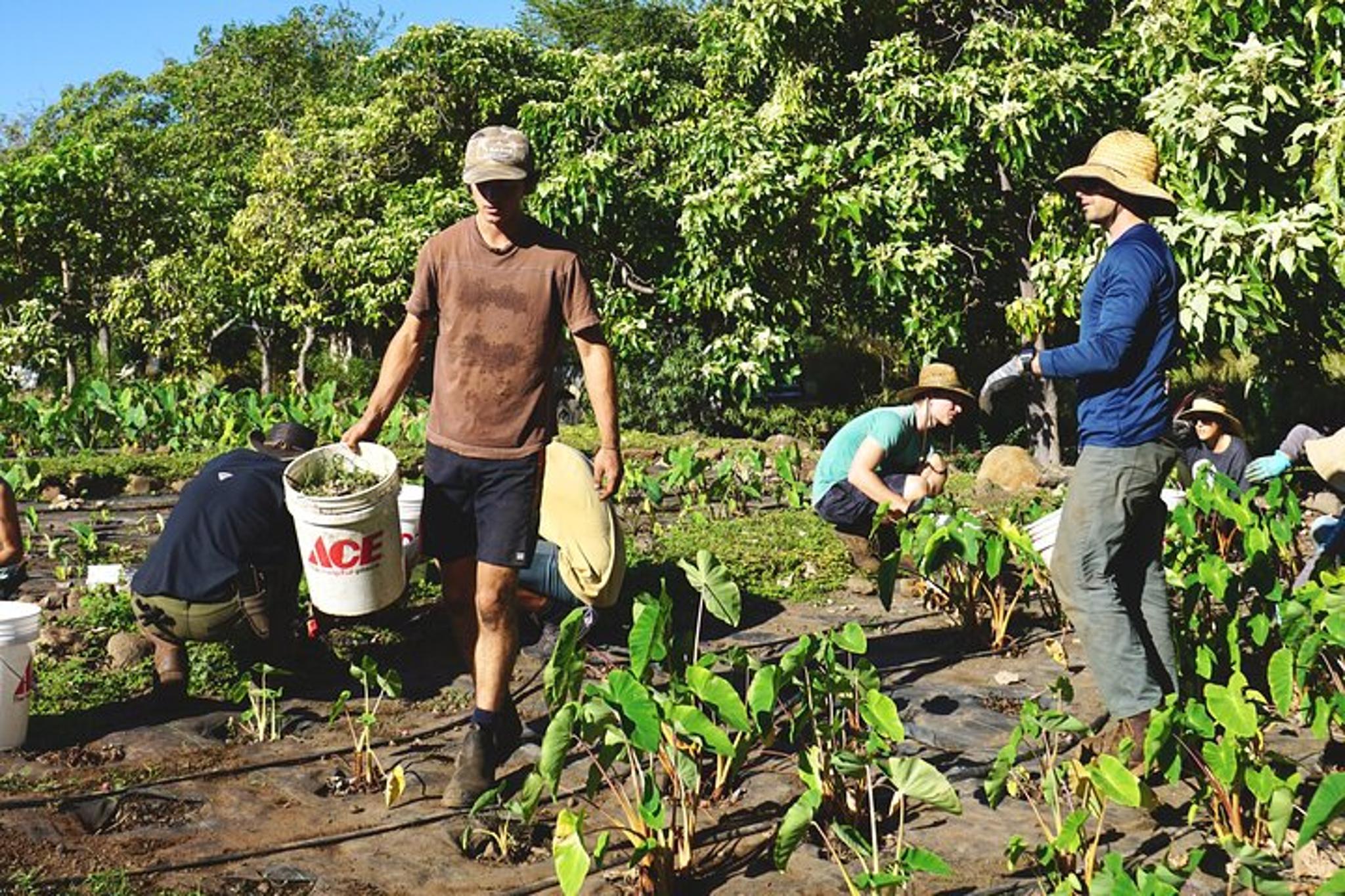 Maui Native Reforestation and Agriculture Tour - Image 3