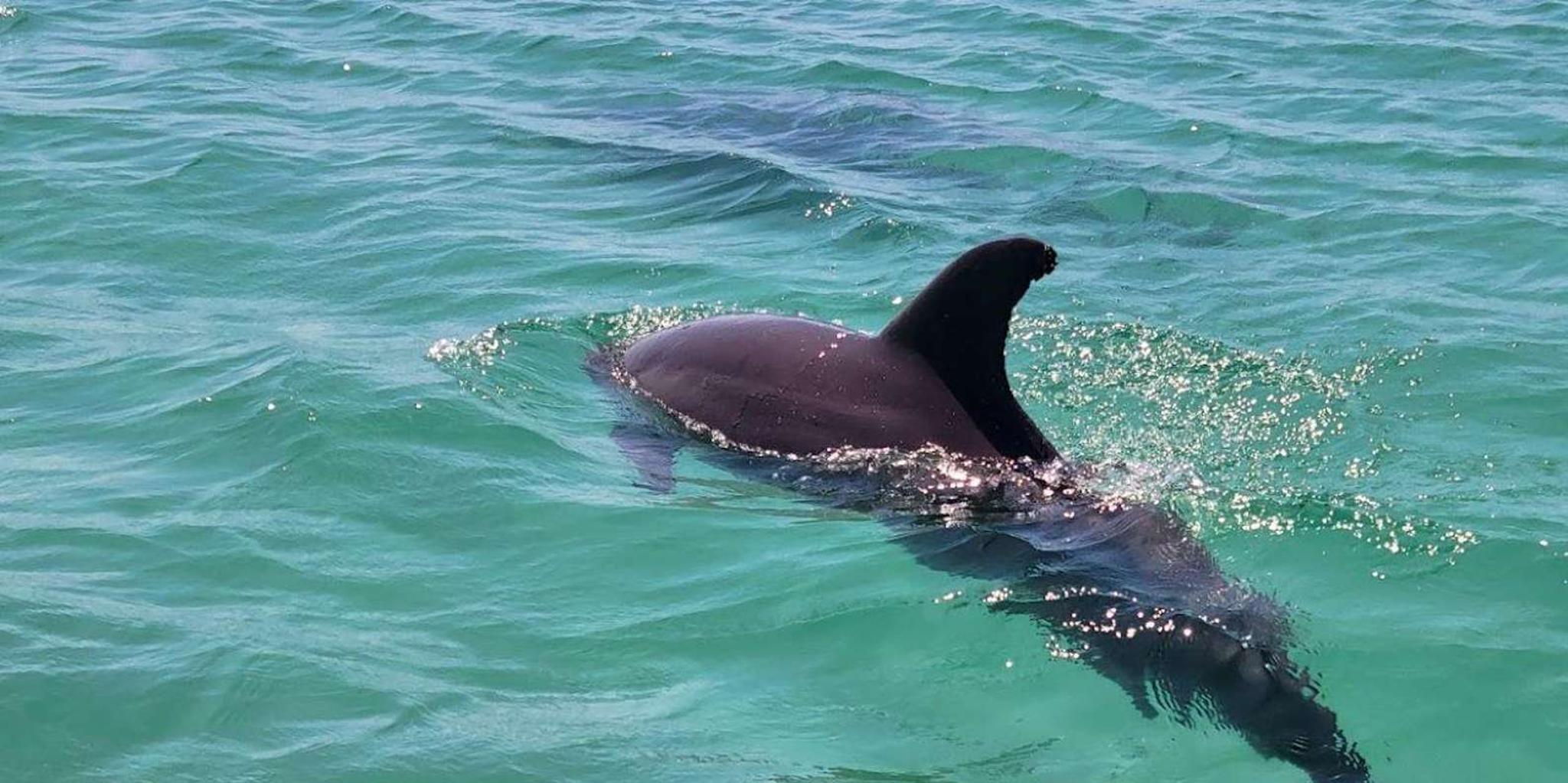 Destin Dolphin Tour Aboard Crab Island Runner