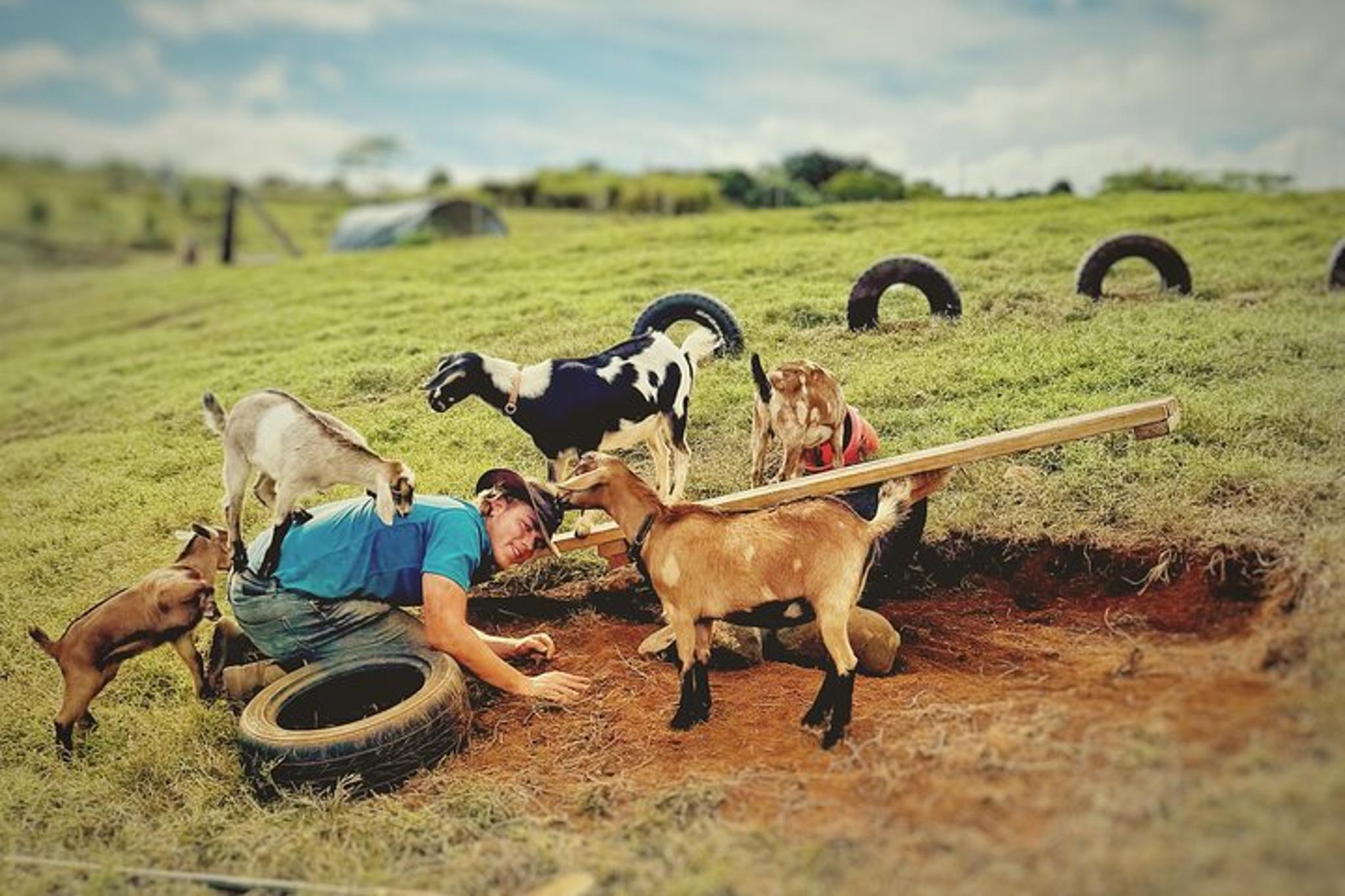 Kauai Baby Farm Animal Experience - Image 2