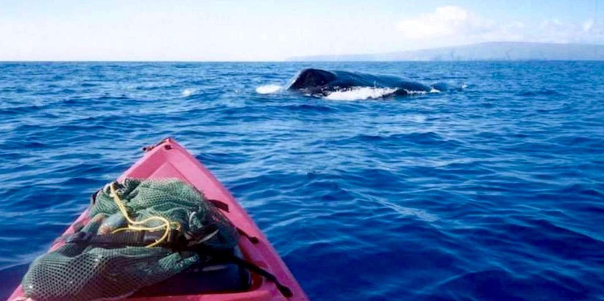 Kihei Whale Watch and Snorkel Kayak Tour