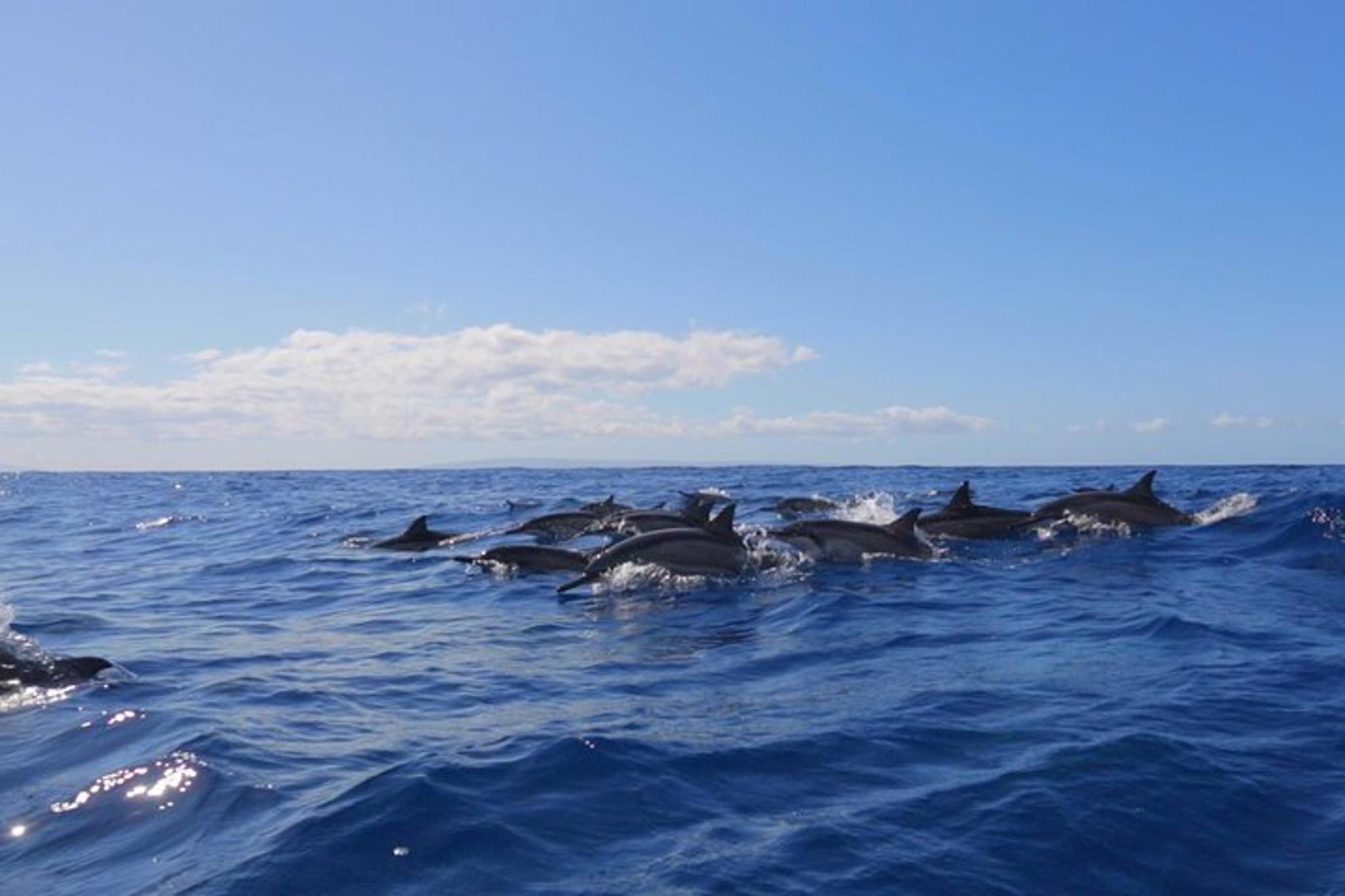 Lanai Snorkel and Dolphin Encounter 4 hr - Image 5