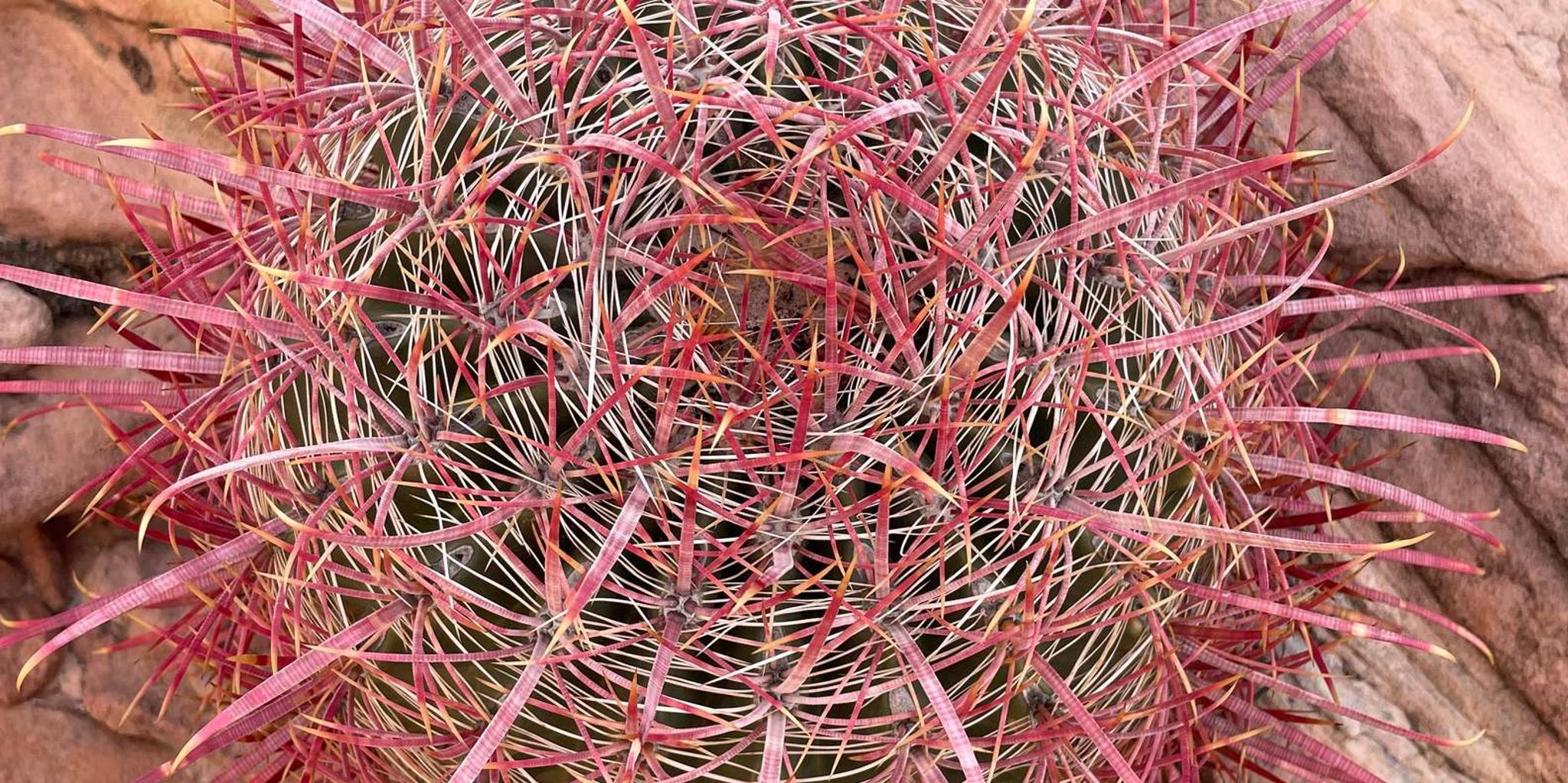 Las Vegas Valley of Fire Private Adventure - Image 3