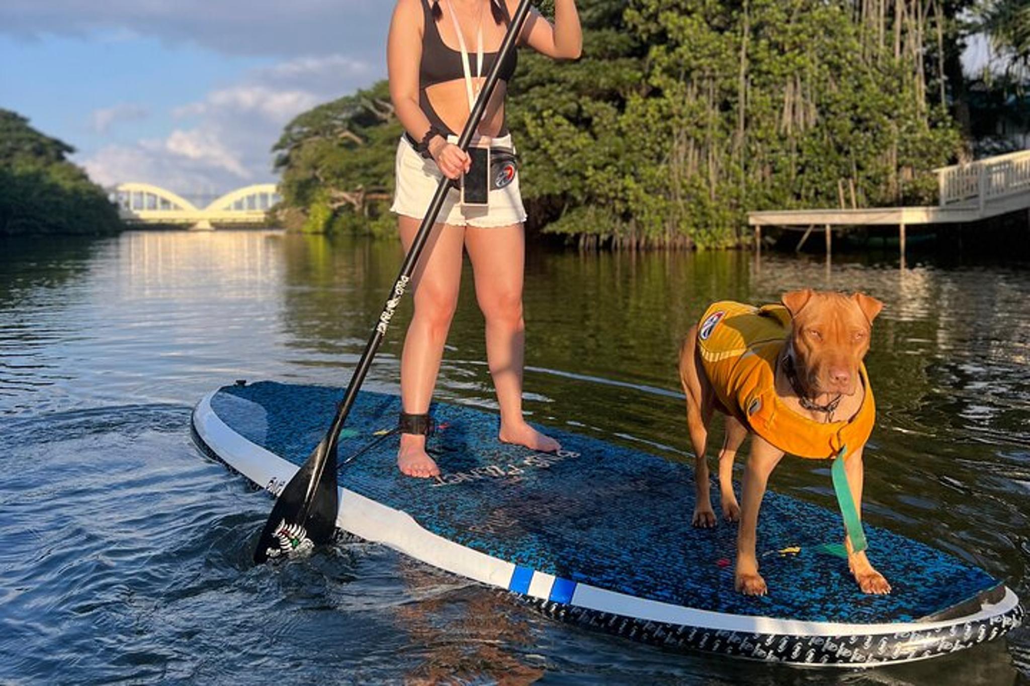 Hale'iwa Paddle Board Tour with Rescue Dogs 90 min - Image 5