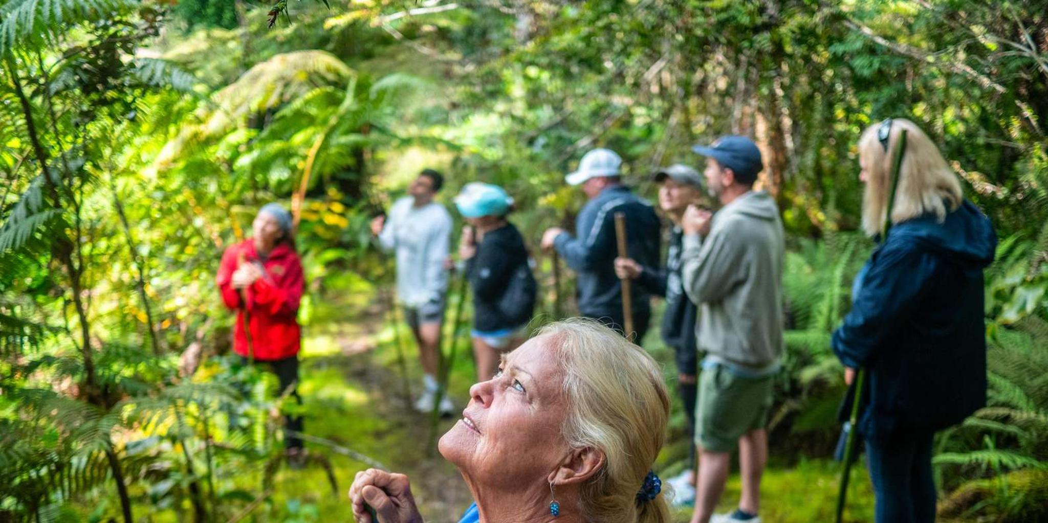 Kona Cloud Forest, Coffee & Sea Turtles Tour - Image 2