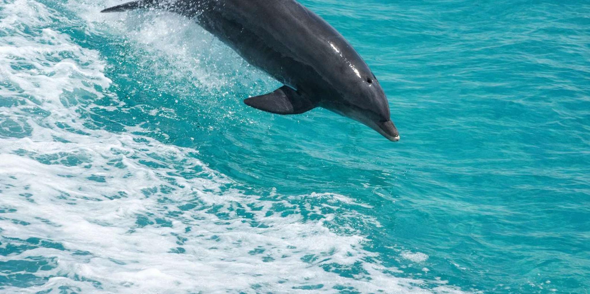 Panama City Beach Nature & Marine Viewing Tour - Image 5